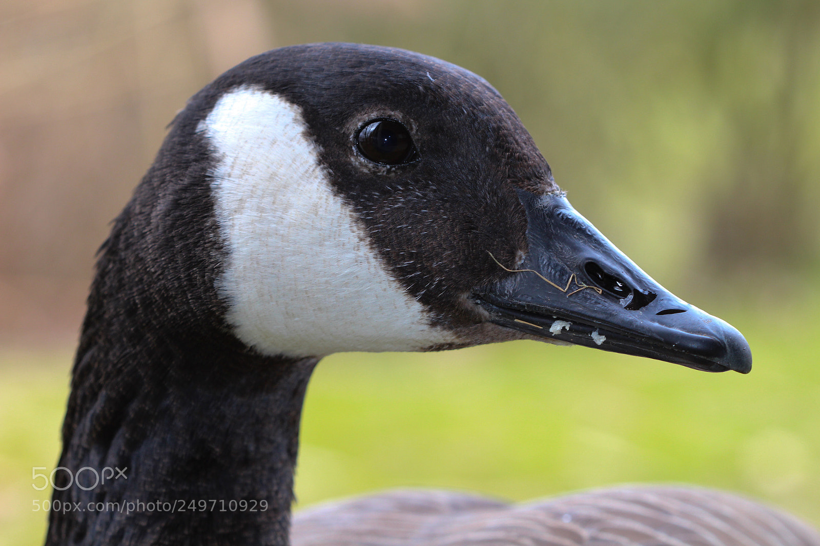 Canon EOS 700D (EOS Rebel T5i / EOS Kiss X7i) sample photo. Mrs. goose photography