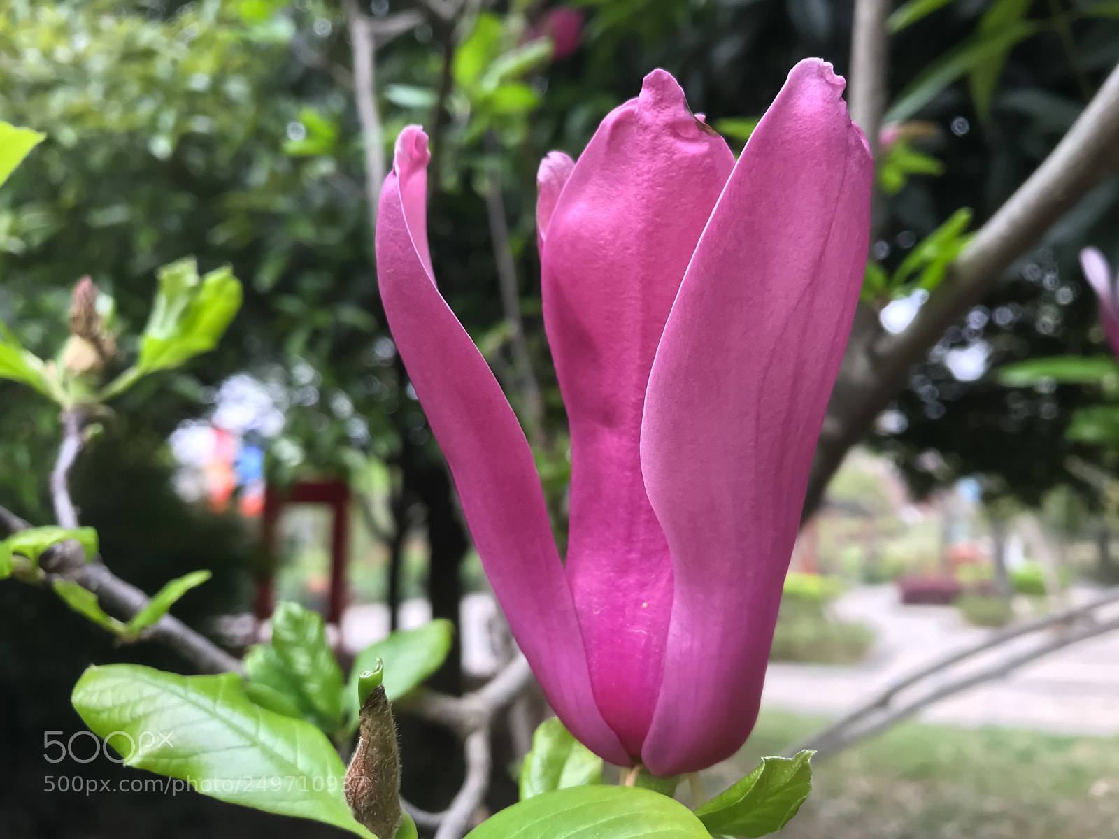 Apple iPhone 7 sample photo. Purpleflower（紫色花） photography