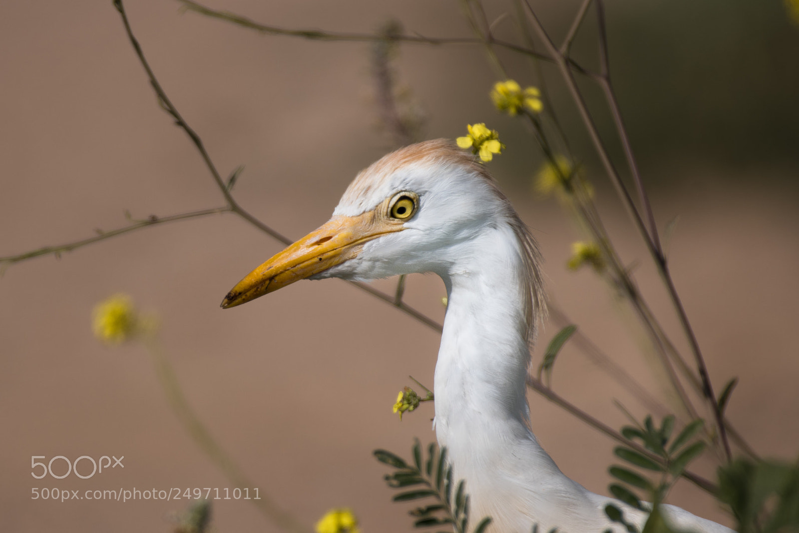 Nikon D500 sample photo. Birthday egret photography