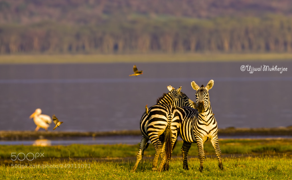Canon EOS 50D sample photo. Bonding by the lake photography