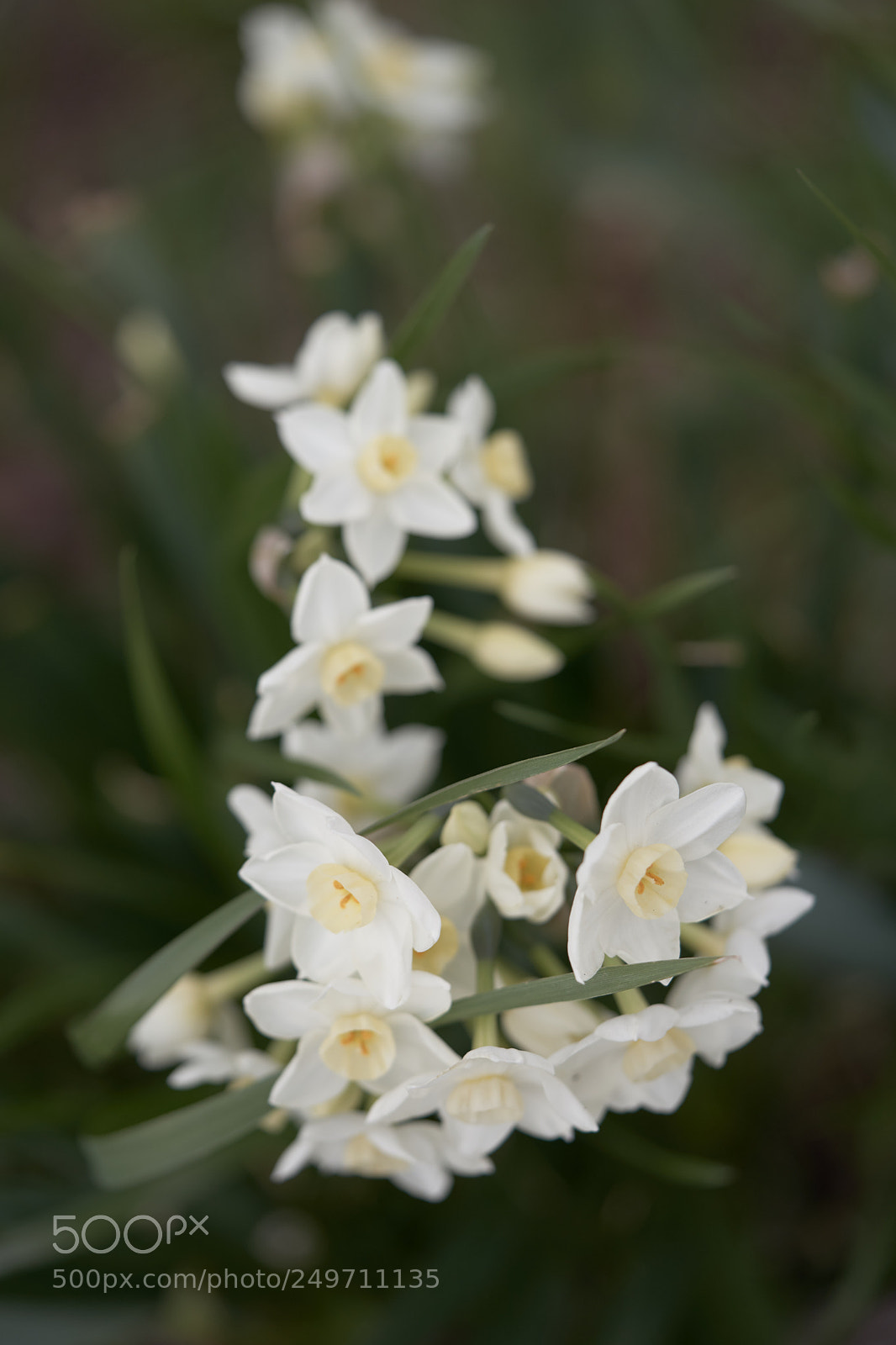Sony a7 sample photo. Flowers 6224 photography