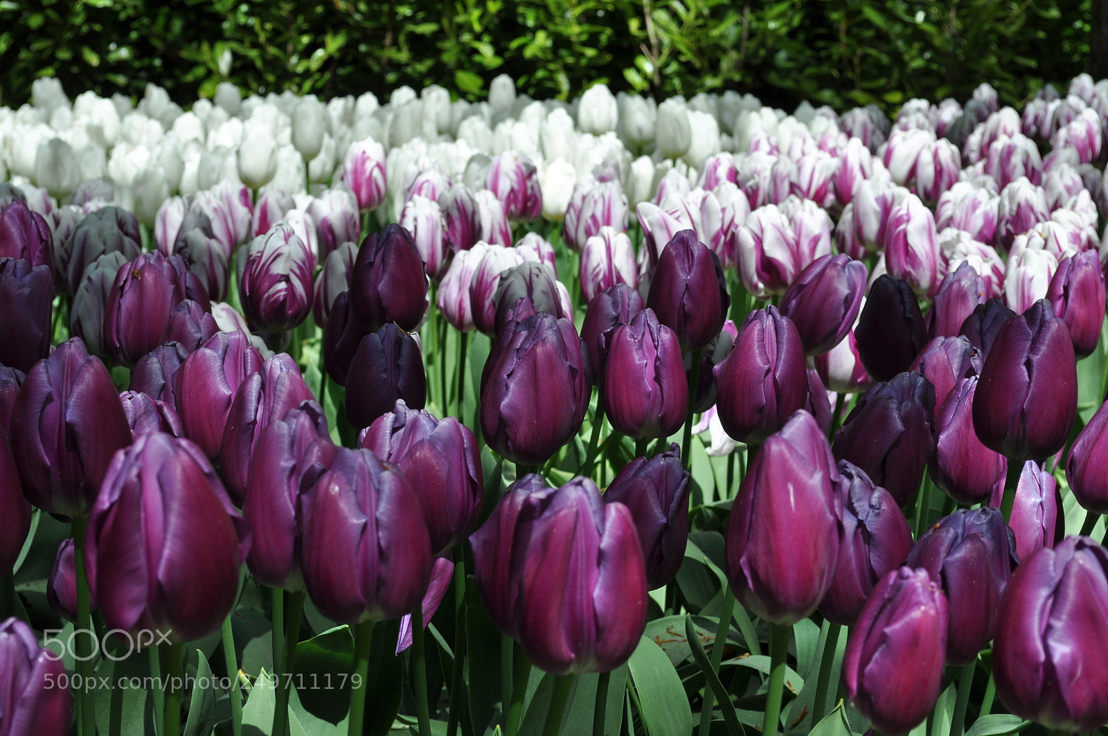 Nikon D5000 sample photo. The beauty of tulips photography