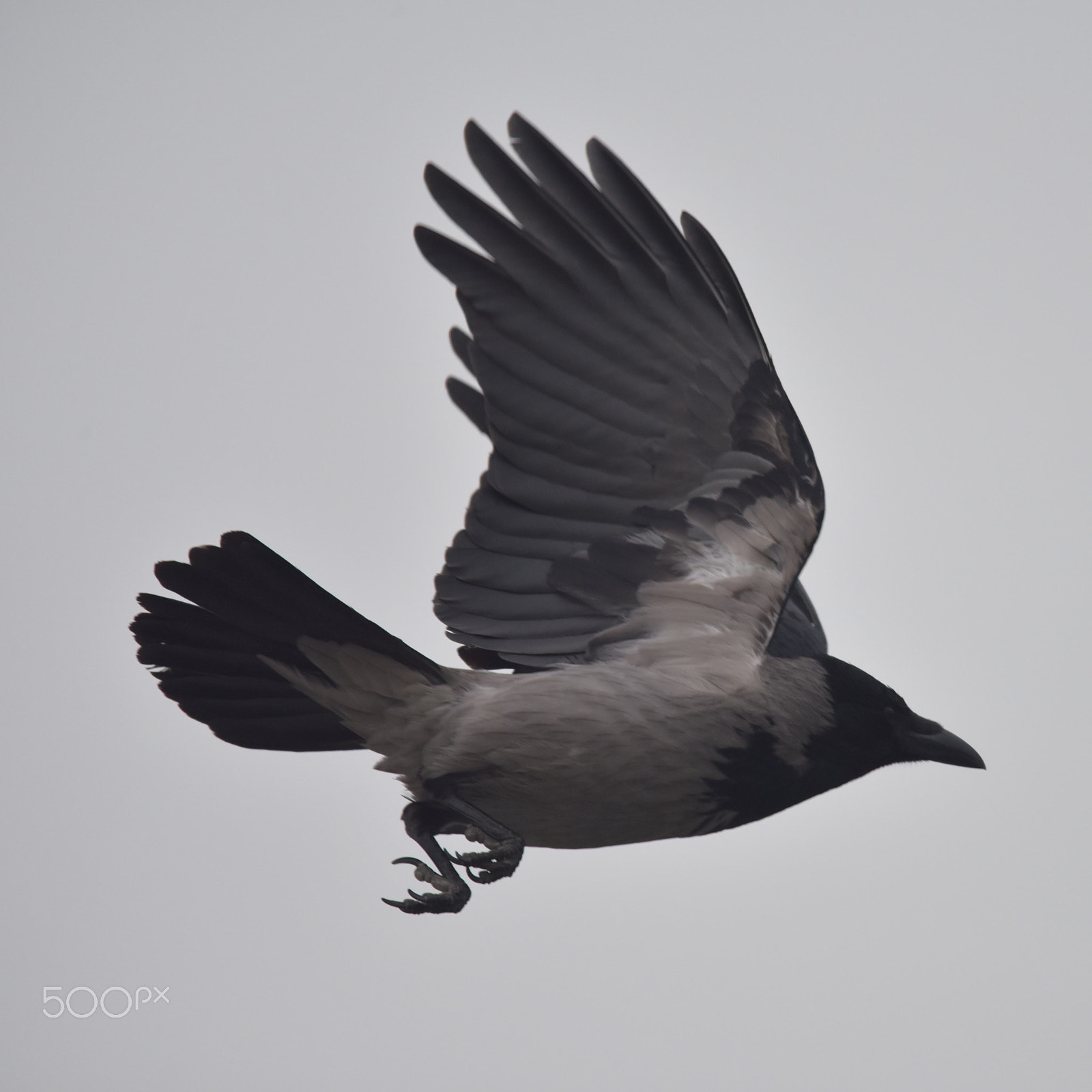 Sigma 150-500mm F5-6.3 DG OS HSM sample photo. Karga photography