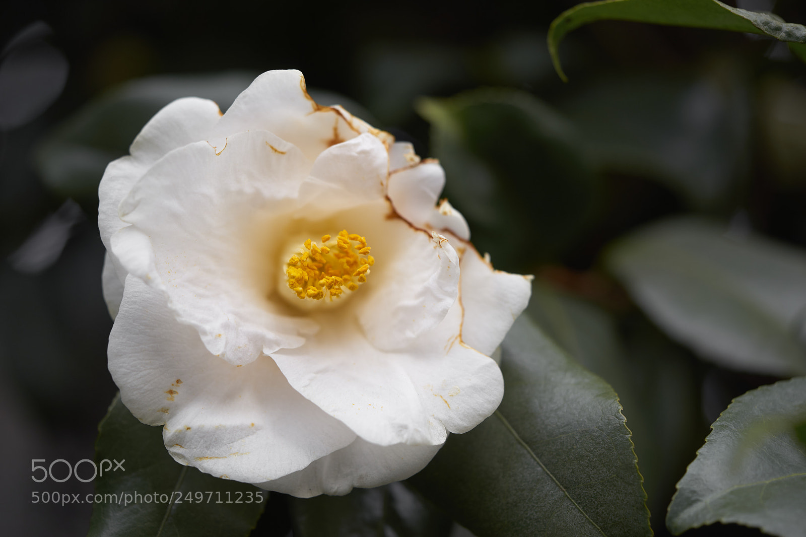 Sony a7 sample photo. Flowers 6225 photography