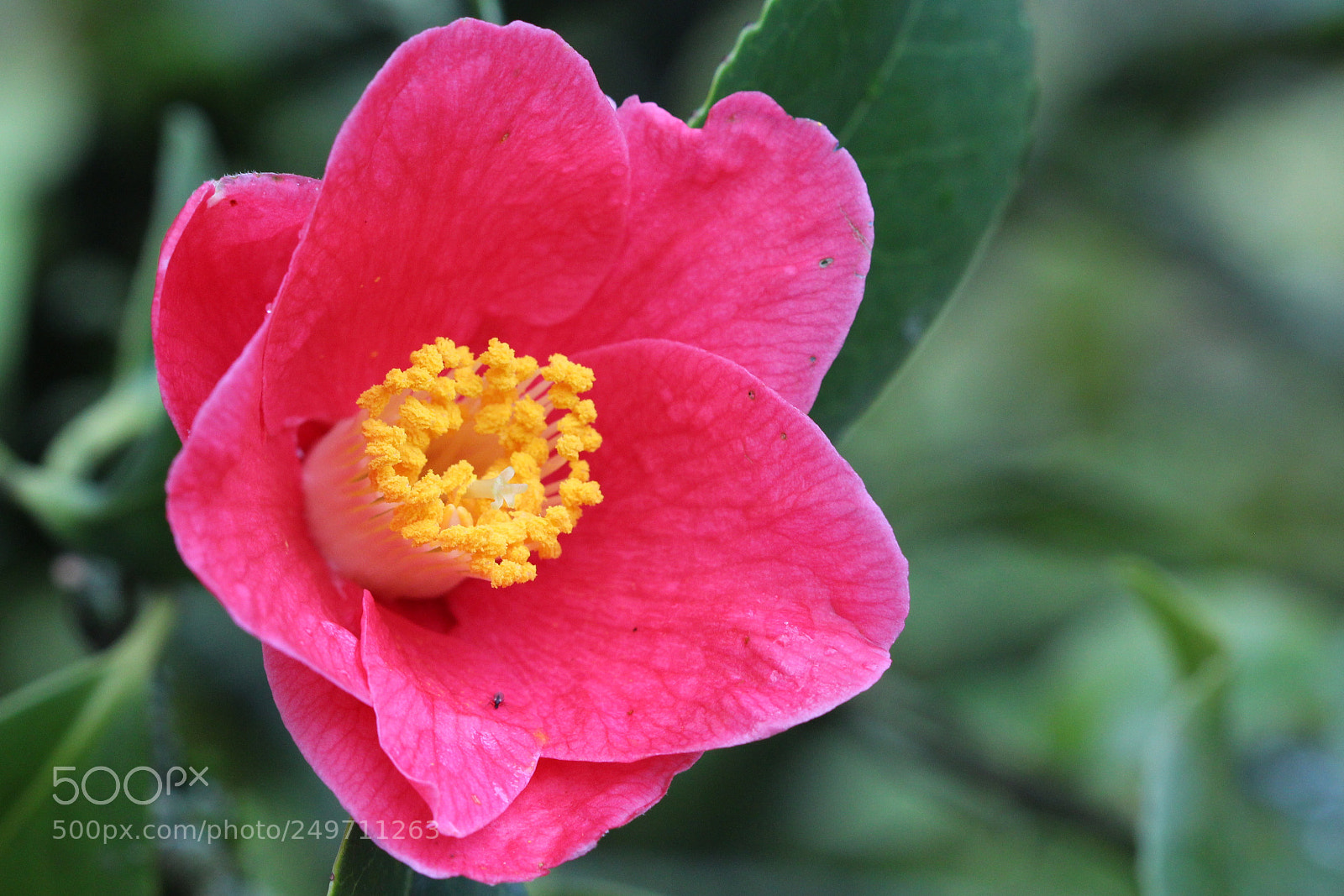 Canon EOS 700D (EOS Rebel T5i / EOS Kiss X7i) sample photo. Camelia red photography