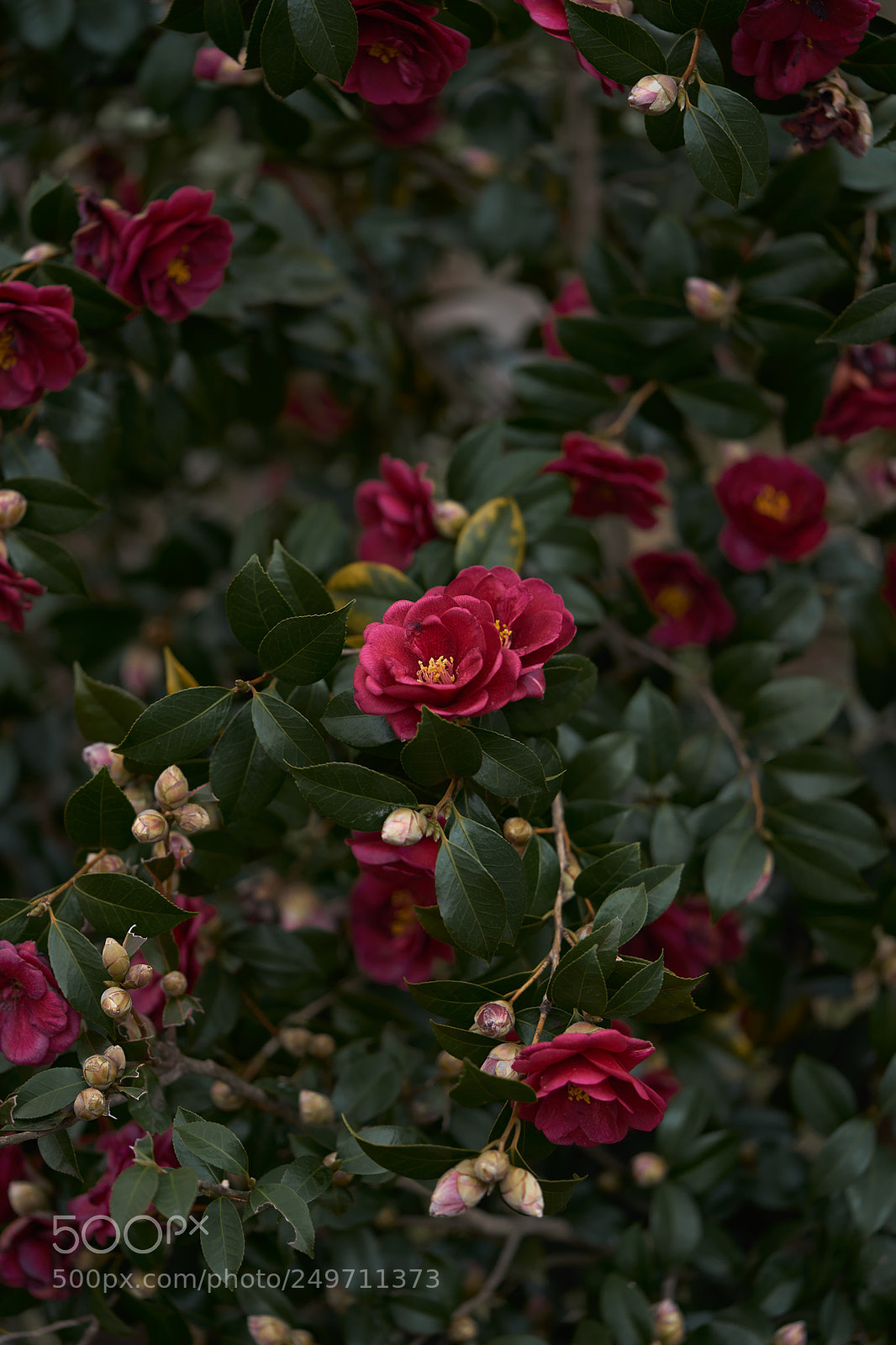 Sony a7 sample photo. Flowers 6226 photography