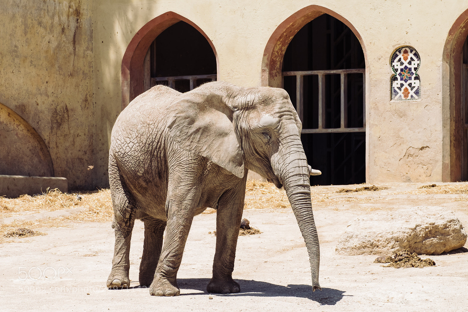 Fujifilm X-T1 sample photo. Elephant photography