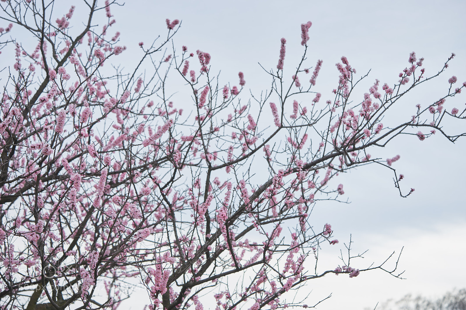 Sony a7 sample photo. Flowers 6227 photography