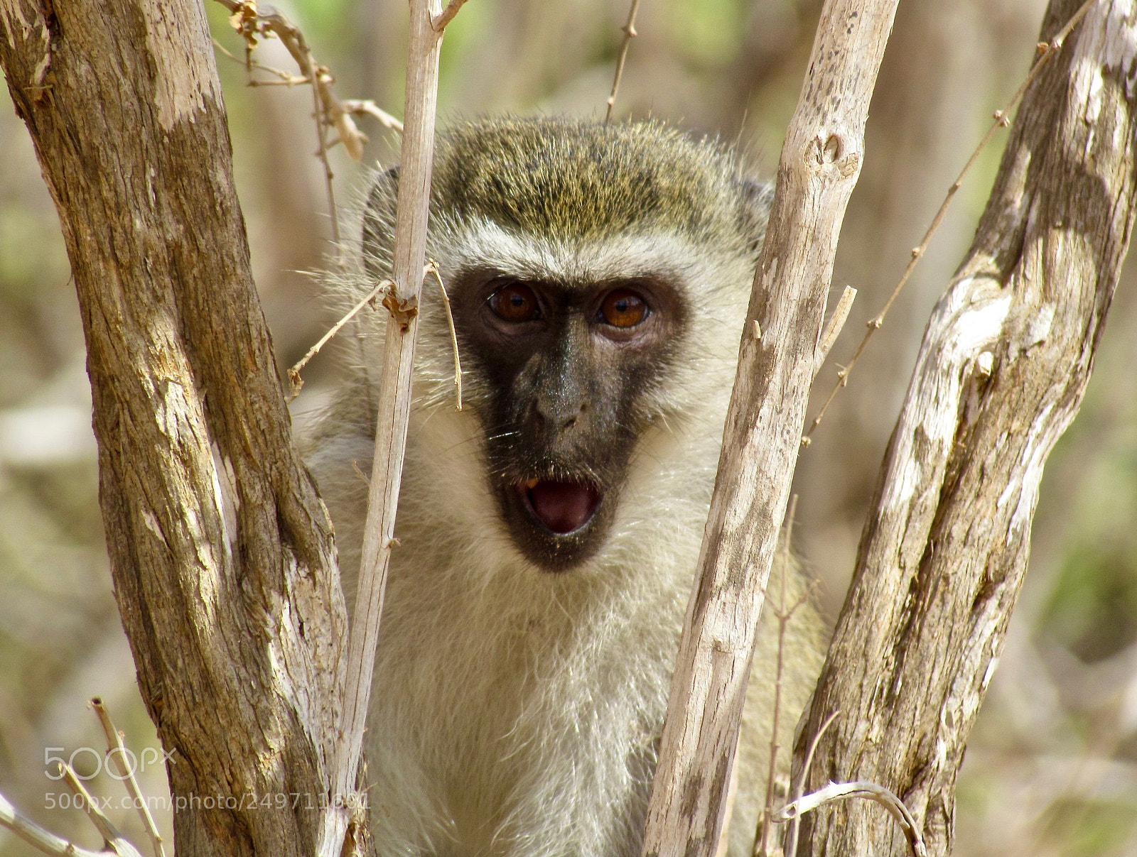 Canon PowerShot SX30 IS sample photo. Crazy monkey photography