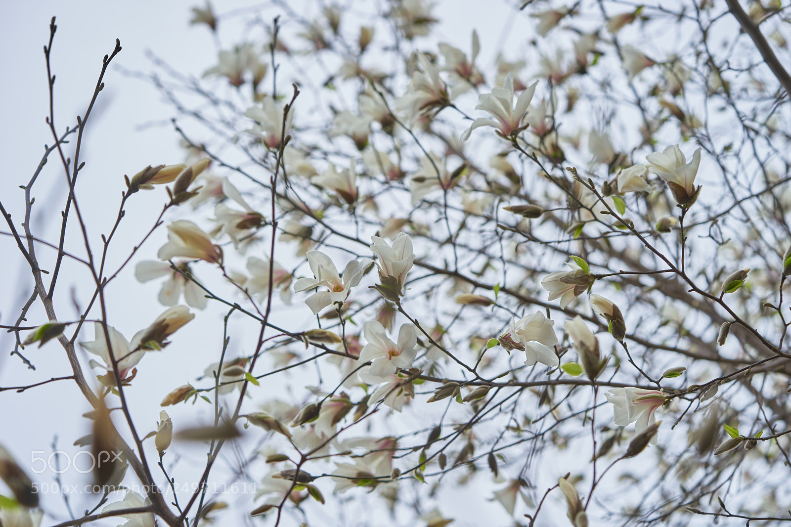 Sony a7 sample photo. Flowers 6228 photography