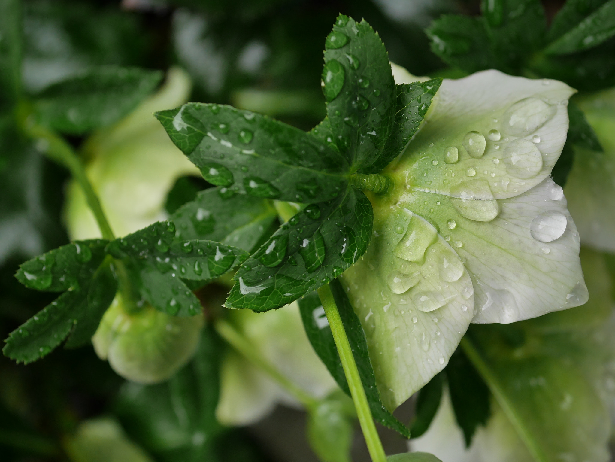 Panasonic Lumix DMC-GF7 sample photo. Rainy helleborus photography