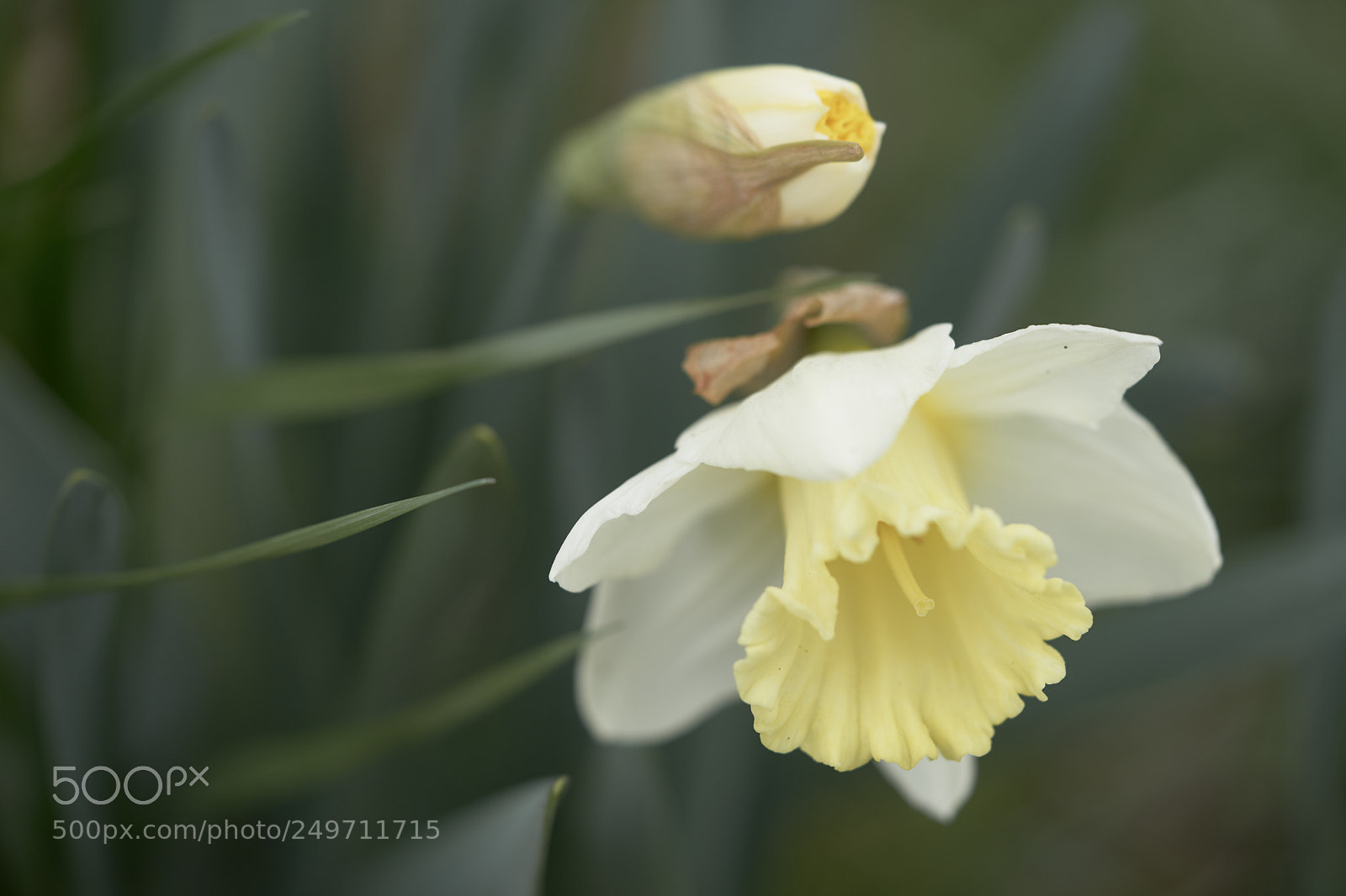 Sony a7 sample photo. Flowers 6229 photography