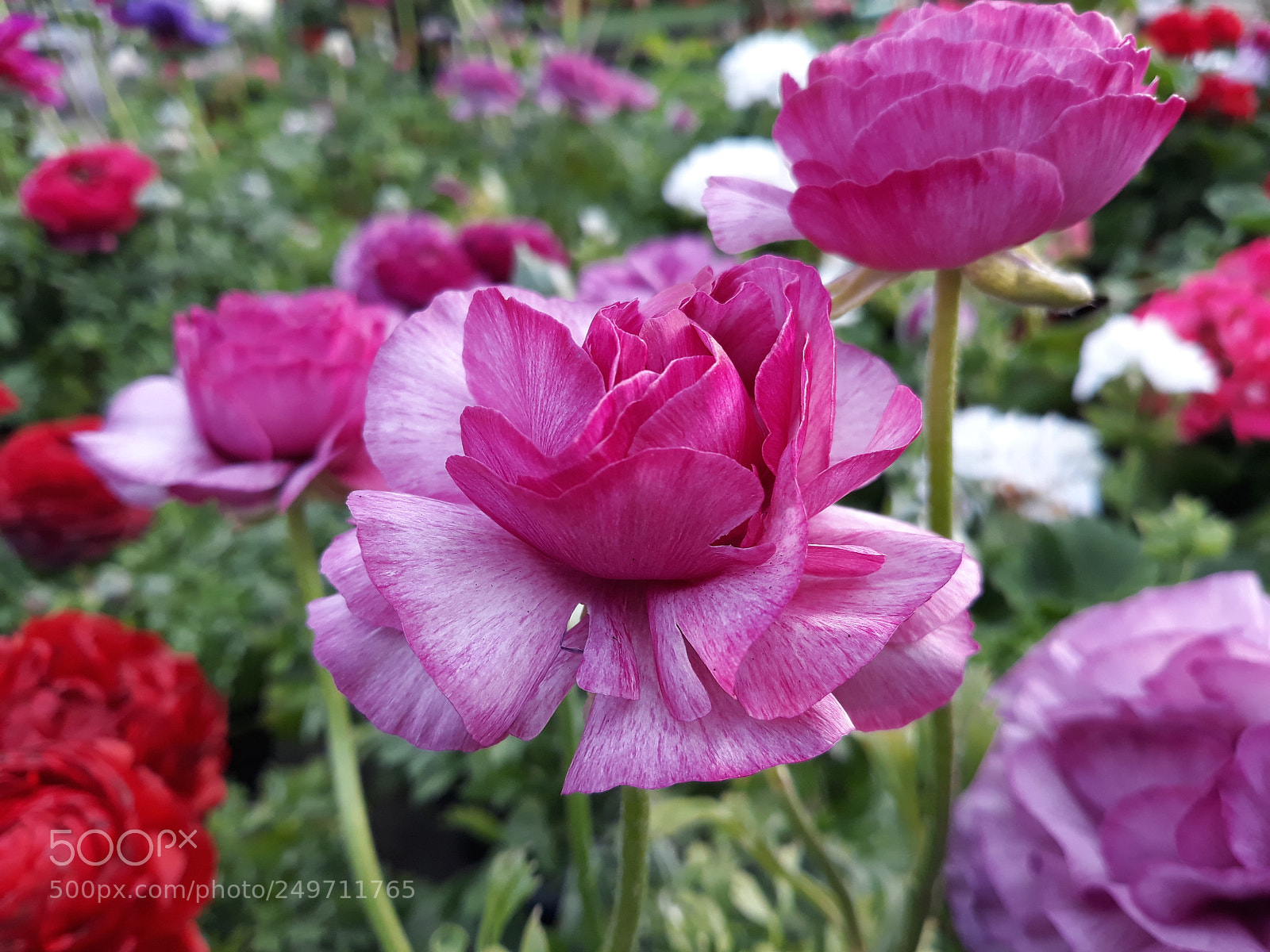 Samsung Galaxy J5 sample photo. Anemone photography