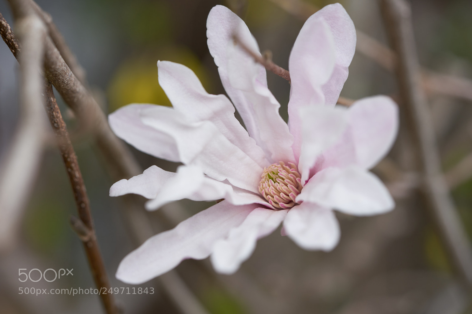 Sony a7 sample photo. Flowers 6230 photography