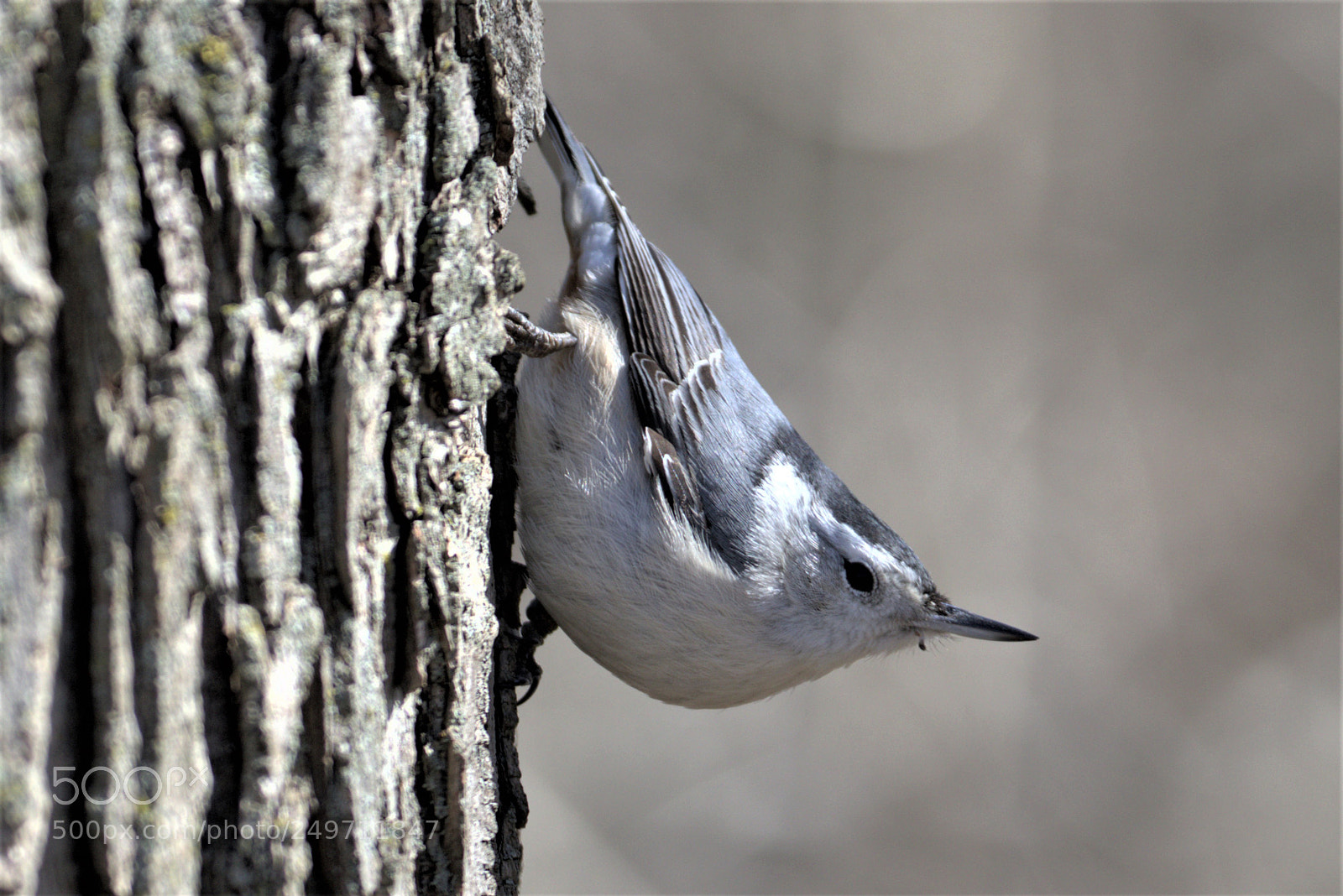 Canon EOS 7D Mark II sample photo. Nuthatch in sedgewick forest photography