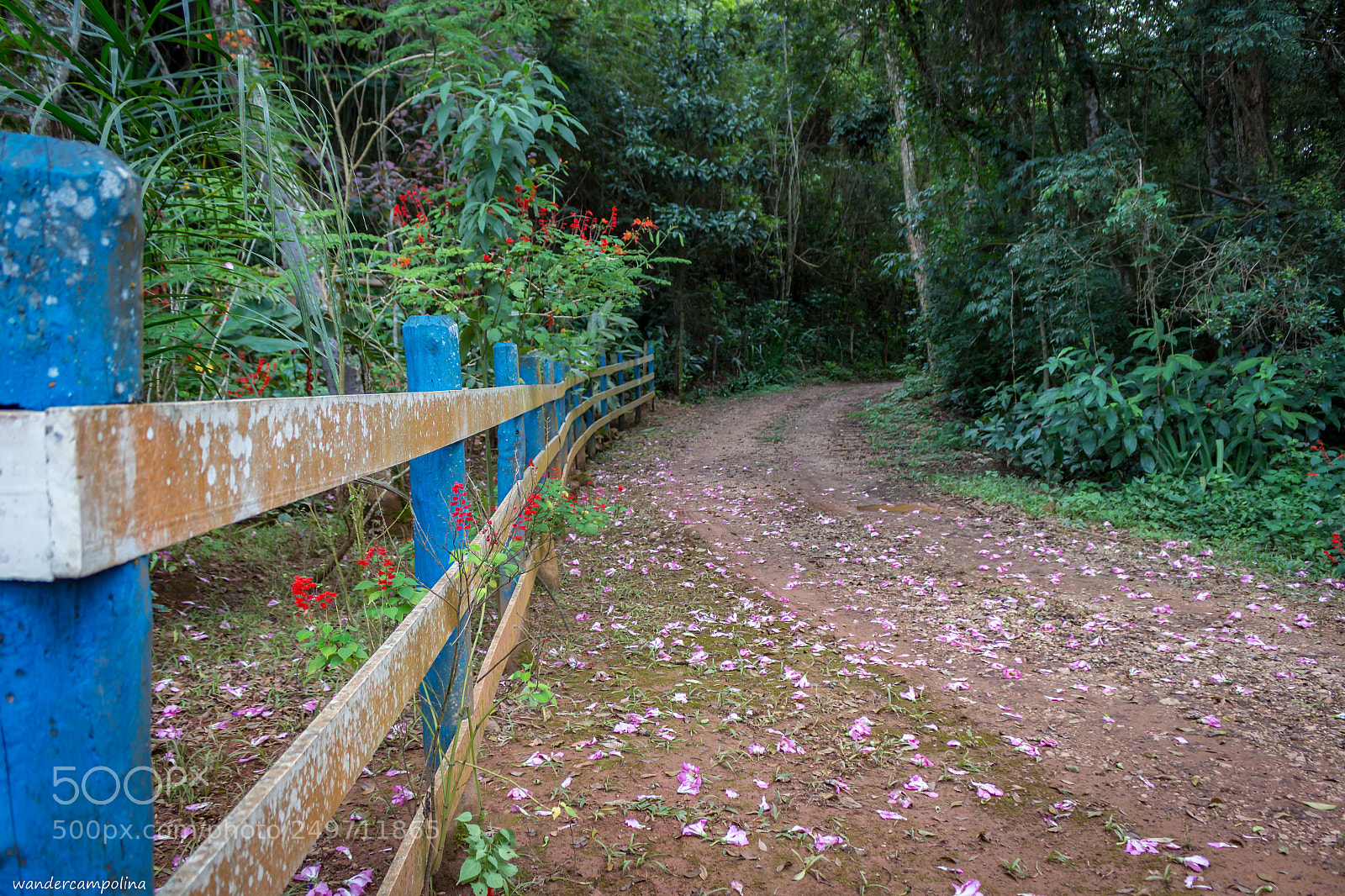 Canon EOS 700D (EOS Rebel T5i / EOS Kiss X7i) sample photo. A flowery path photography