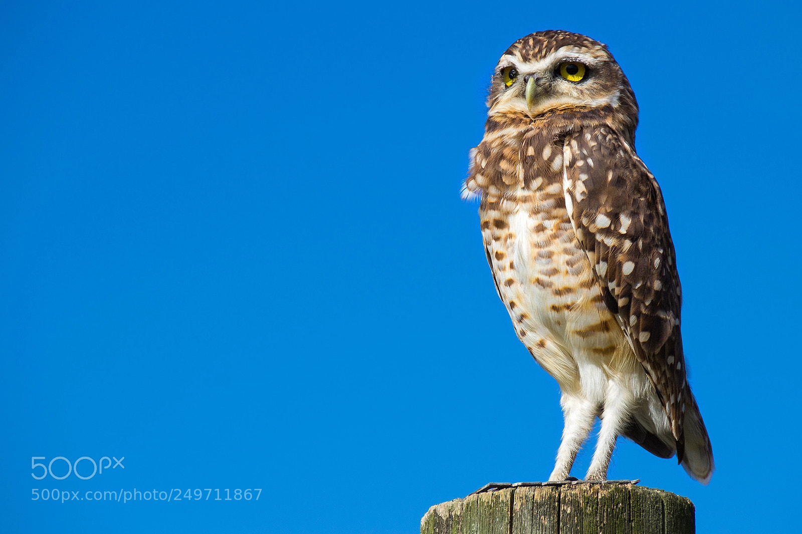 Canon EOS 60D sample photo. Kaninchenkauz (athene cunicularia) photography
