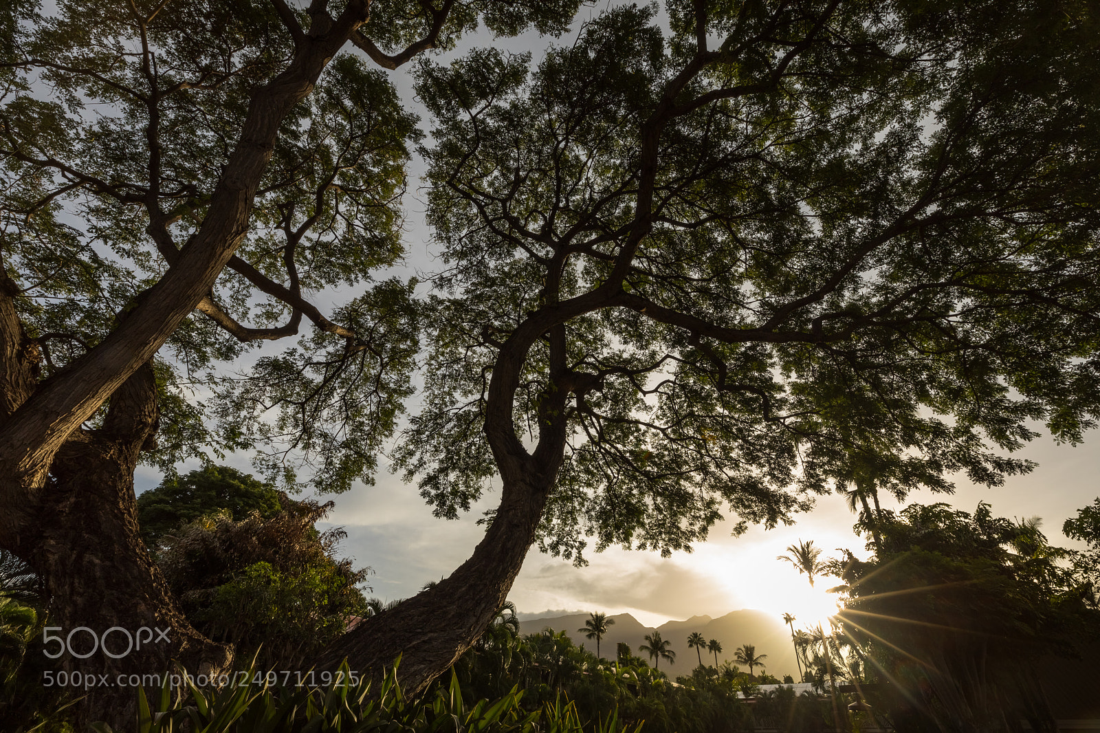 Canon EOS 5D Mark IV sample photo. Trees of lahaina photography