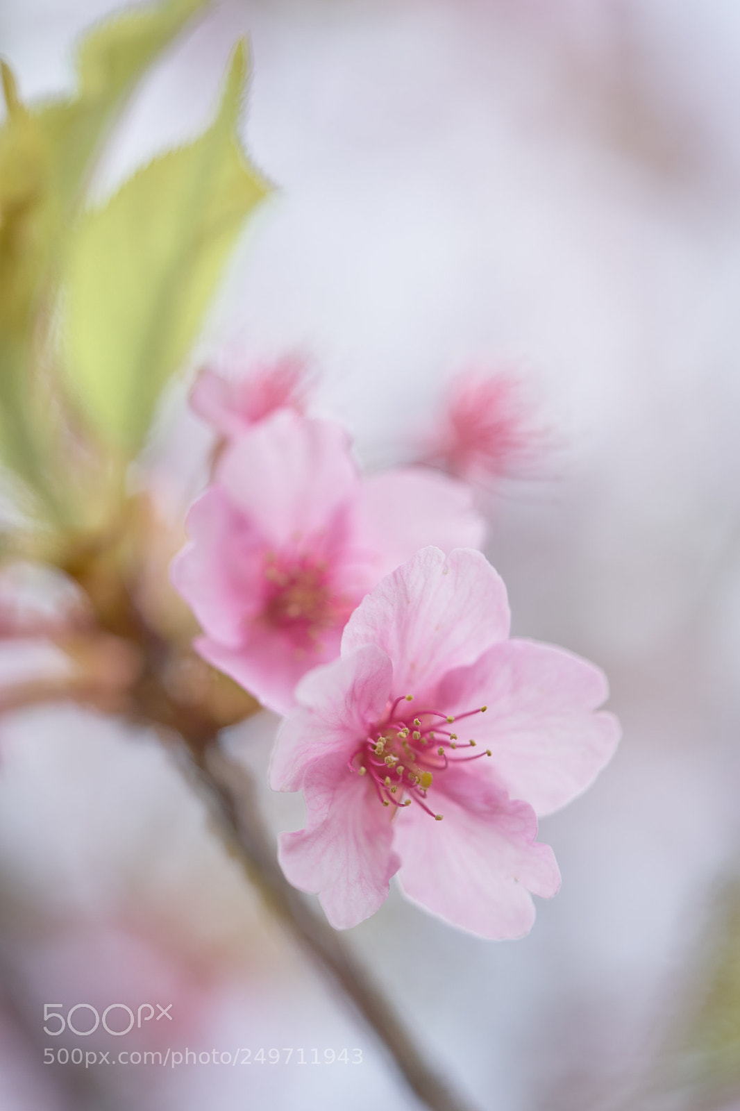 Sony a7 sample photo. Flowers 6231 photography