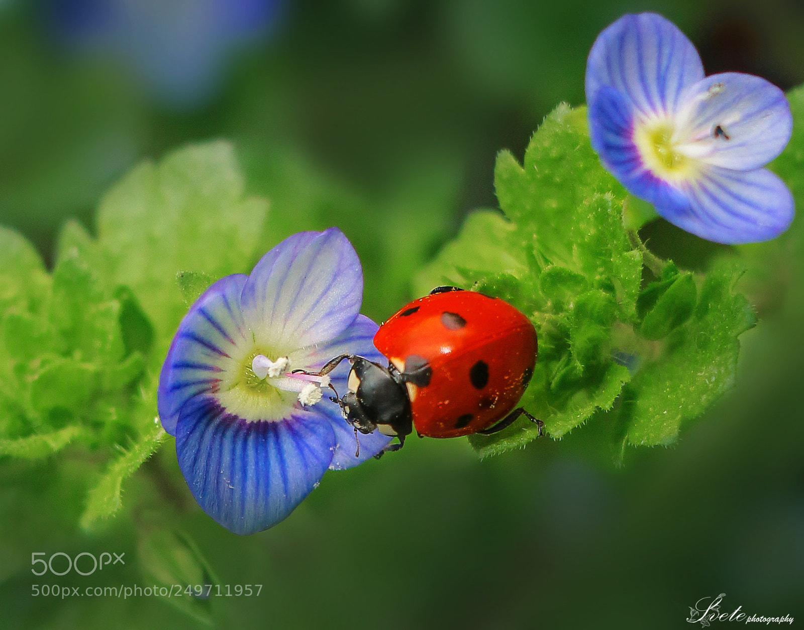 Canon EOS 700D (EOS Rebel T5i / EOS Kiss X7i) sample photo. Ladybug photography