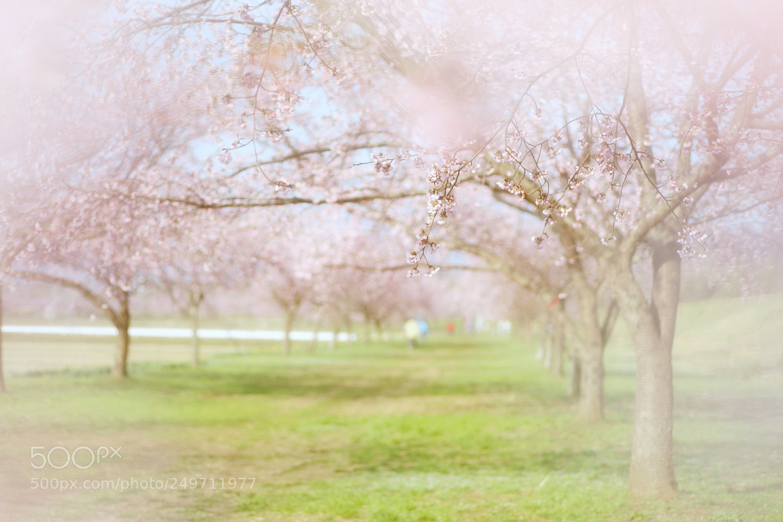 Canon EOS 6D Mark II sample photo. サクラのはじまり。 photography