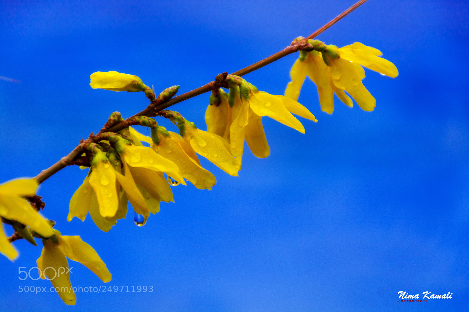 Nikon D7100 sample photo. Simple color photography