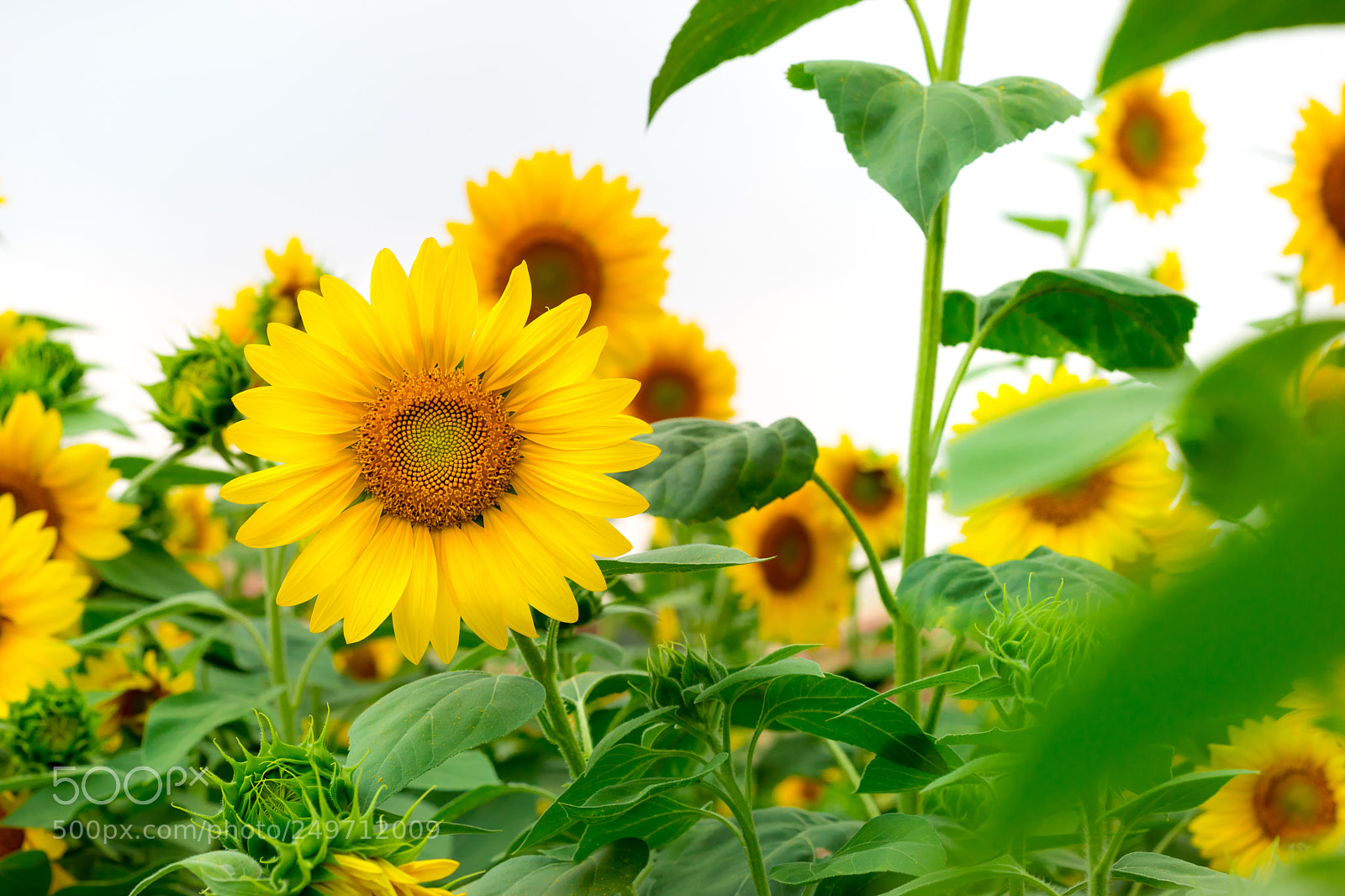 Canon EOS 5D Mark IV sample photo. Sunflower-2.jpg photography
