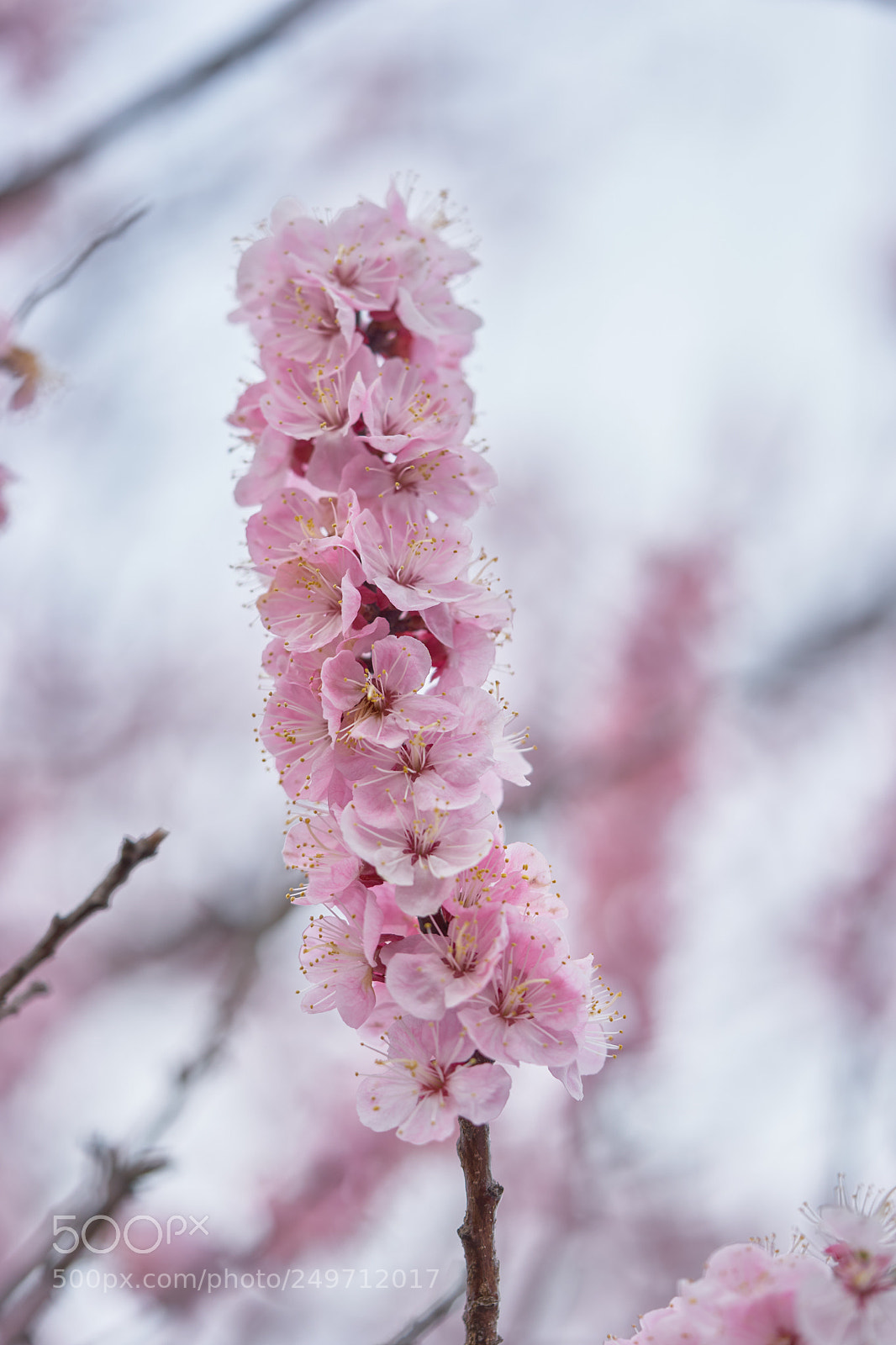 Sony a7 sample photo. Flowers 6232 photography