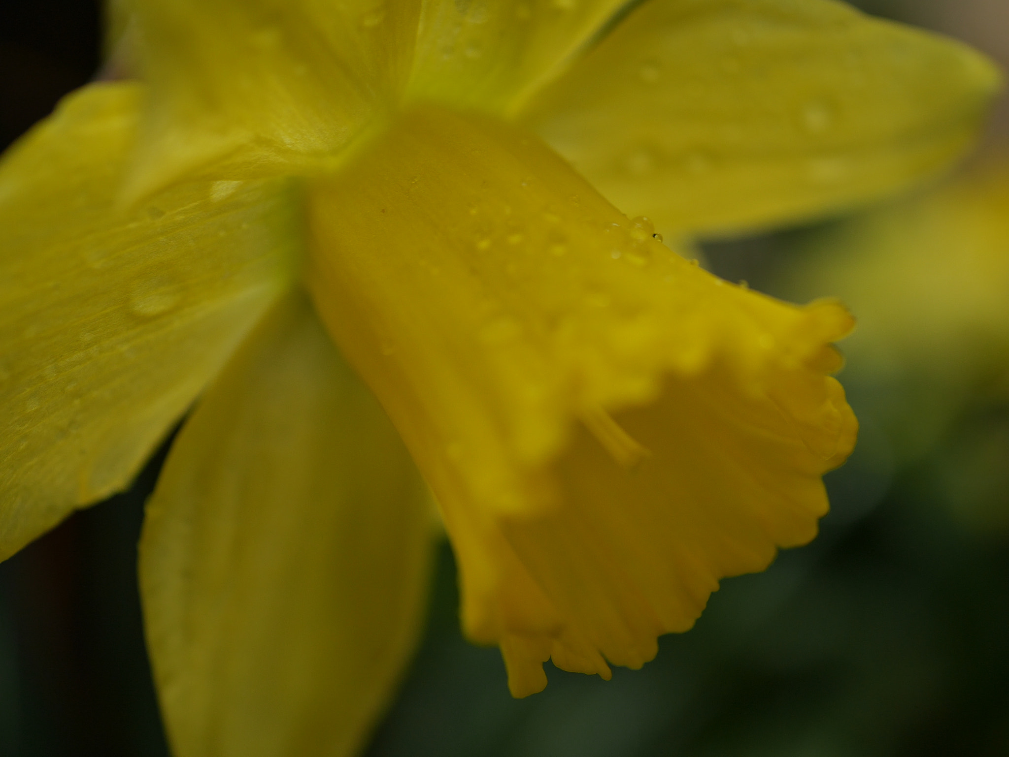 Panasonic Lumix DMC-GF7 sample photo. Yellow flower in rainy early spring photography