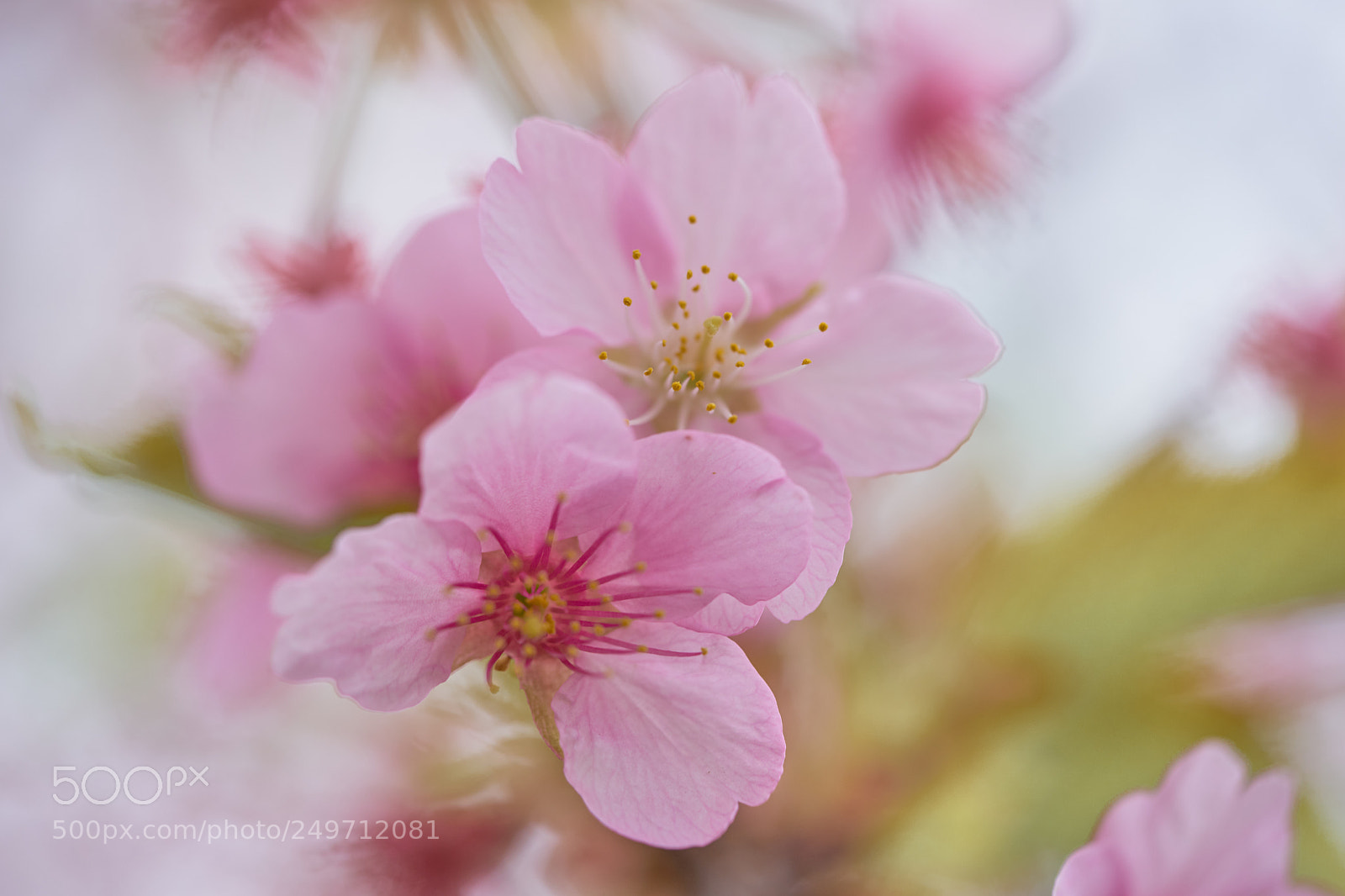 Sony a7 sample photo. Flowers 6233 photography