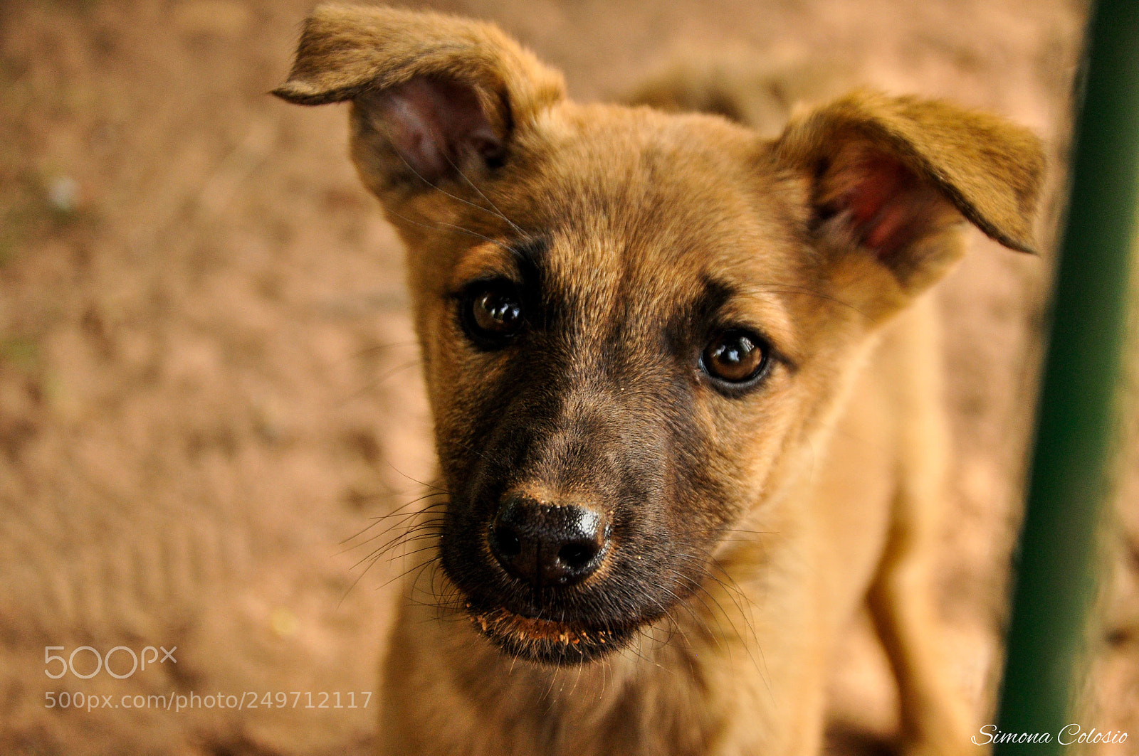 Nikon D90 sample photo. Dogs of india photography