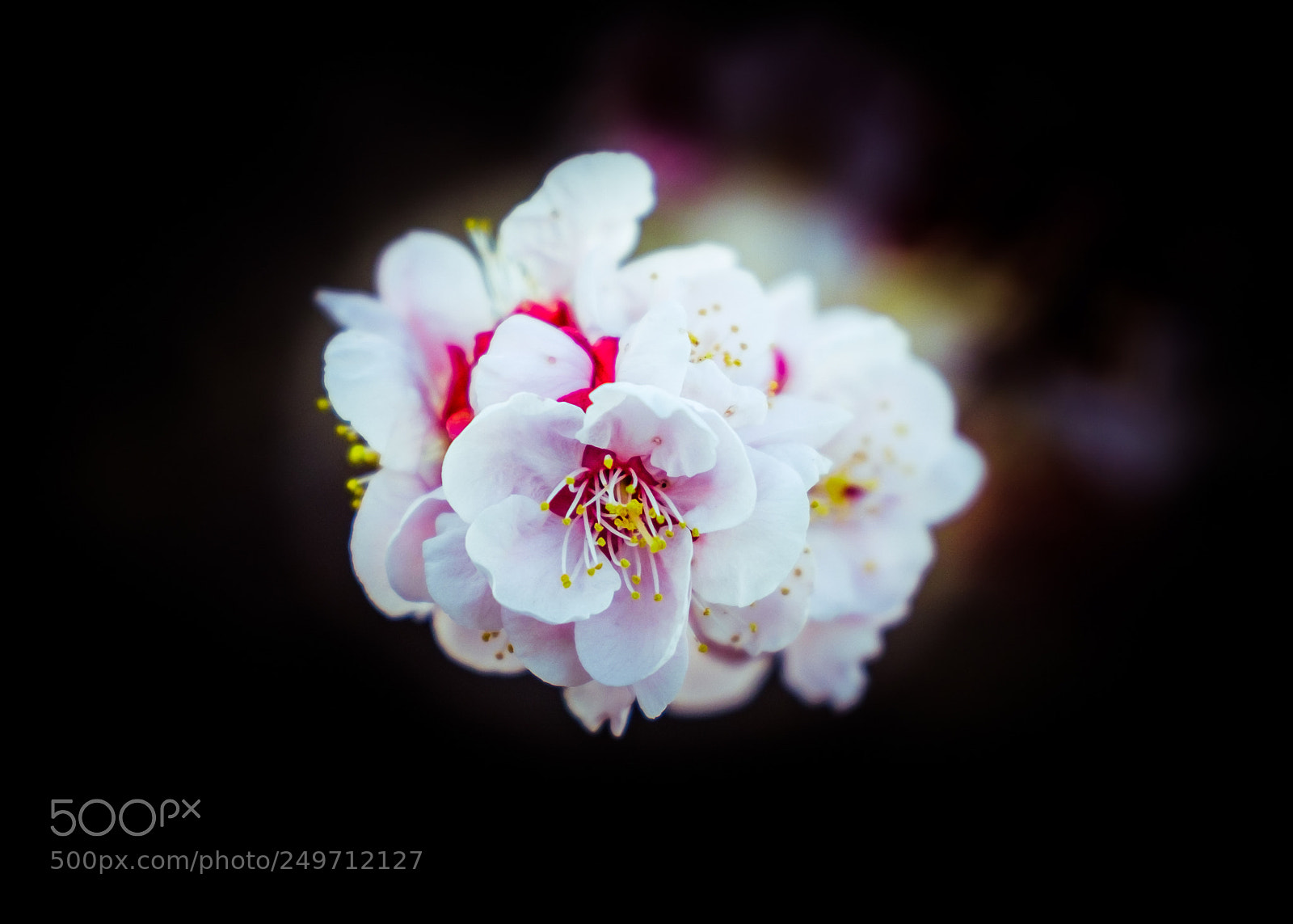 Fujifilm X-T2 sample photo. Ume no hana photography