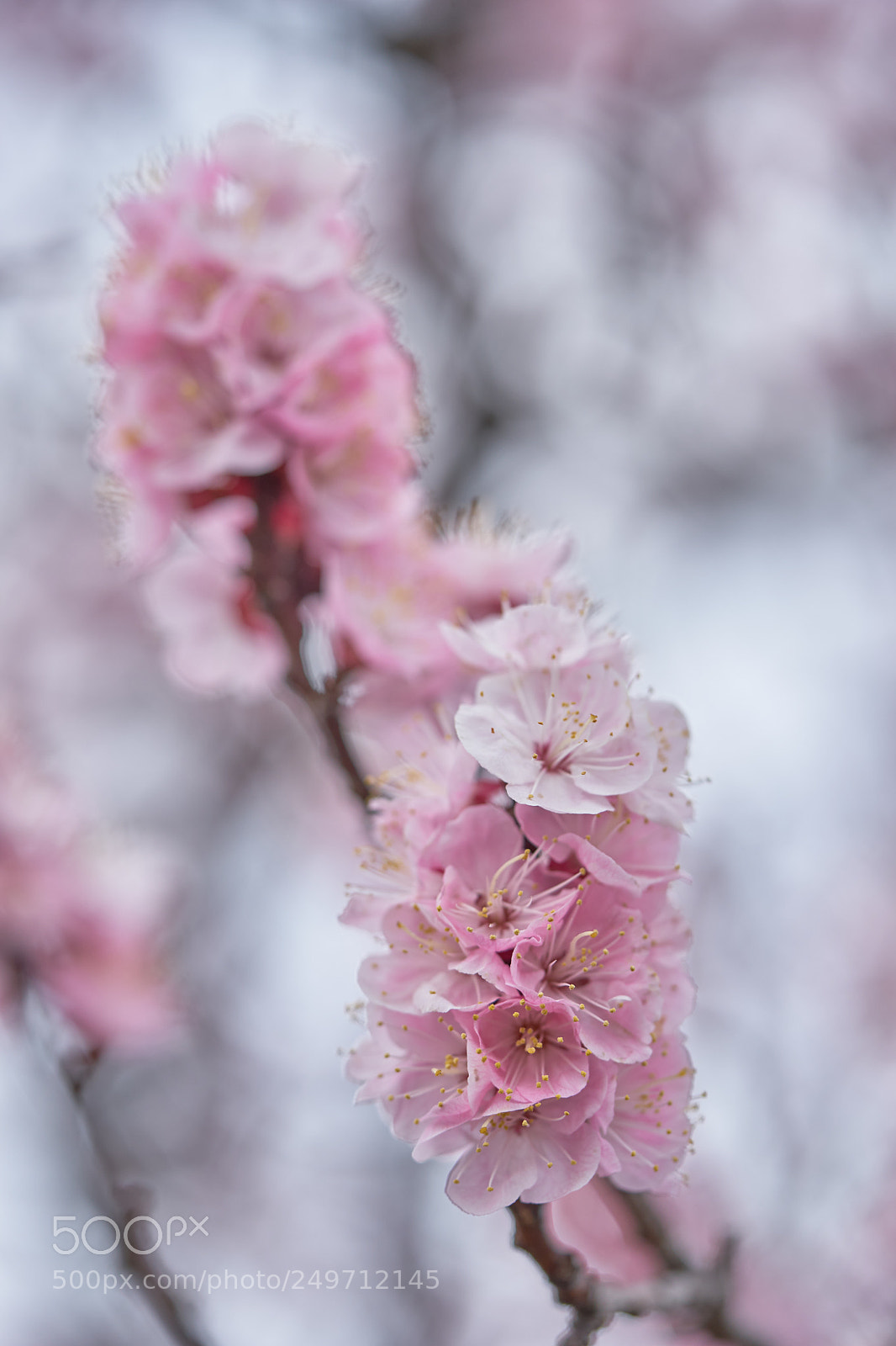 Sony a7 sample photo. Flowers 6234 photography