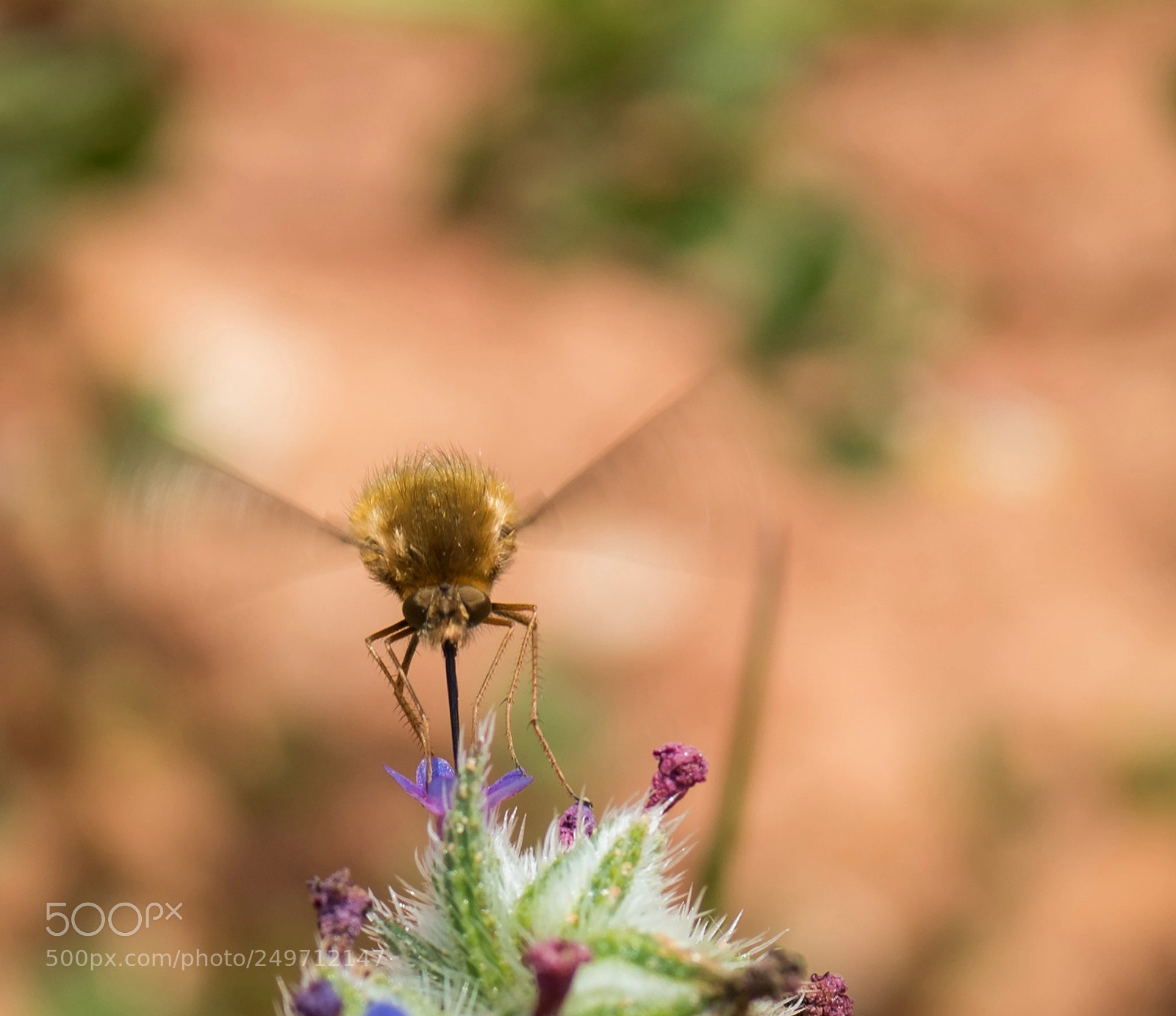 Nikon D810 sample photo. Bombylius photography