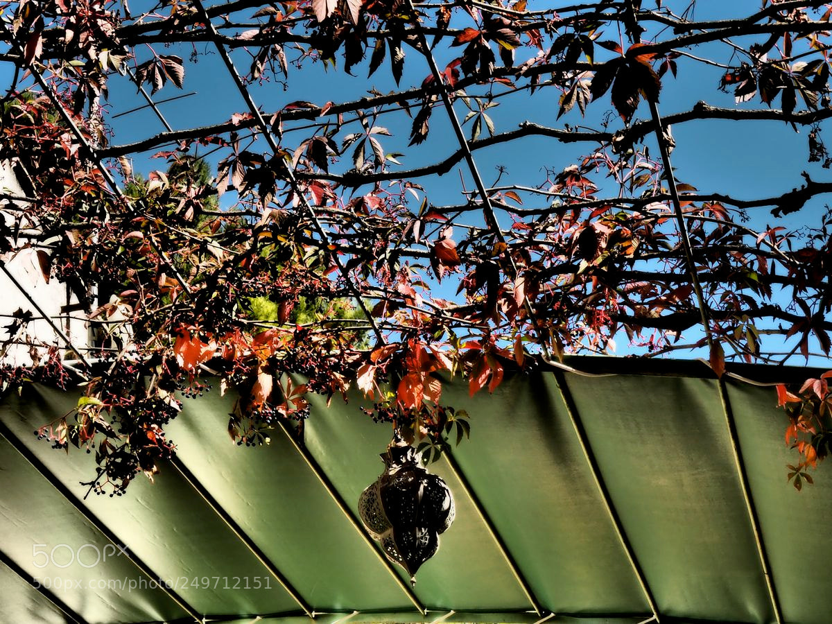 Olympus OM-D E-M5 II sample photo. Le lampion et la photography