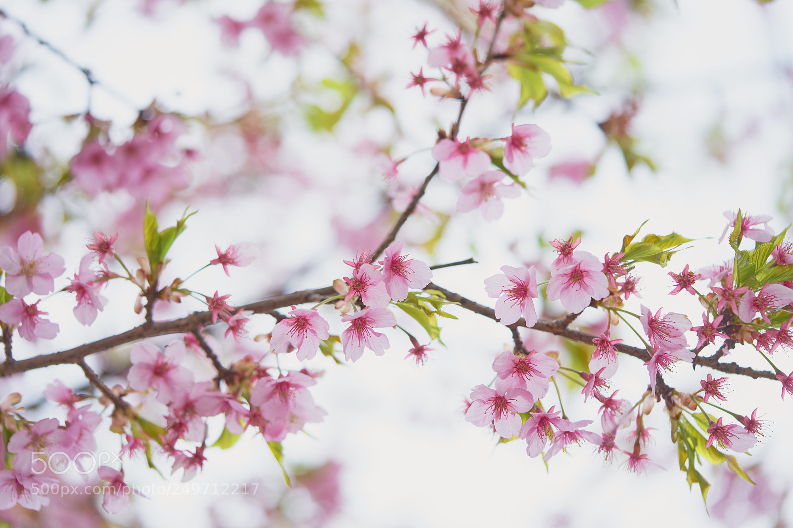 Sony a7 sample photo. Flowers 6235 photography