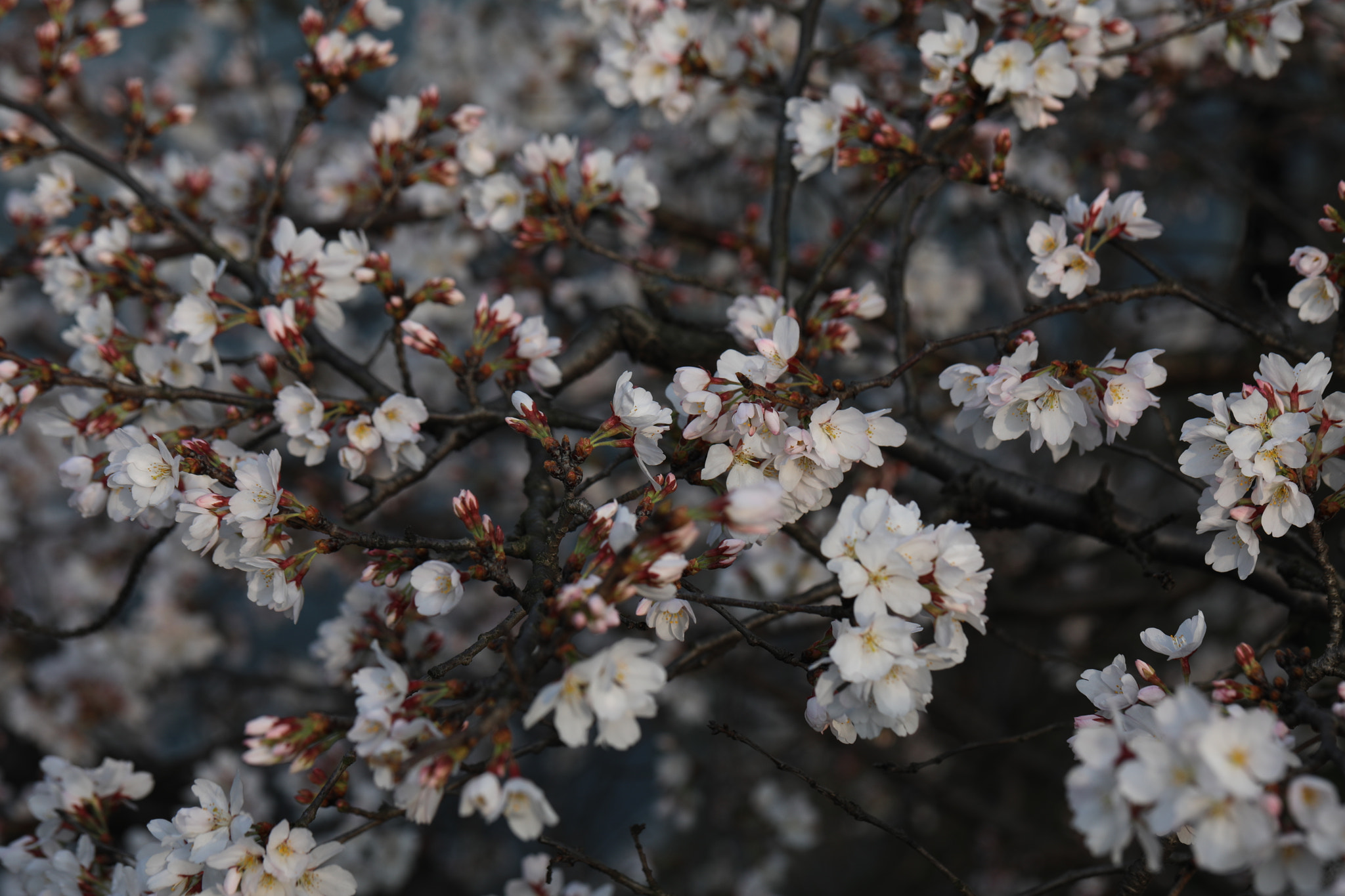Canon EF 100mm F2.8L Macro IS USM sample photo. 盛开的樱花 photography