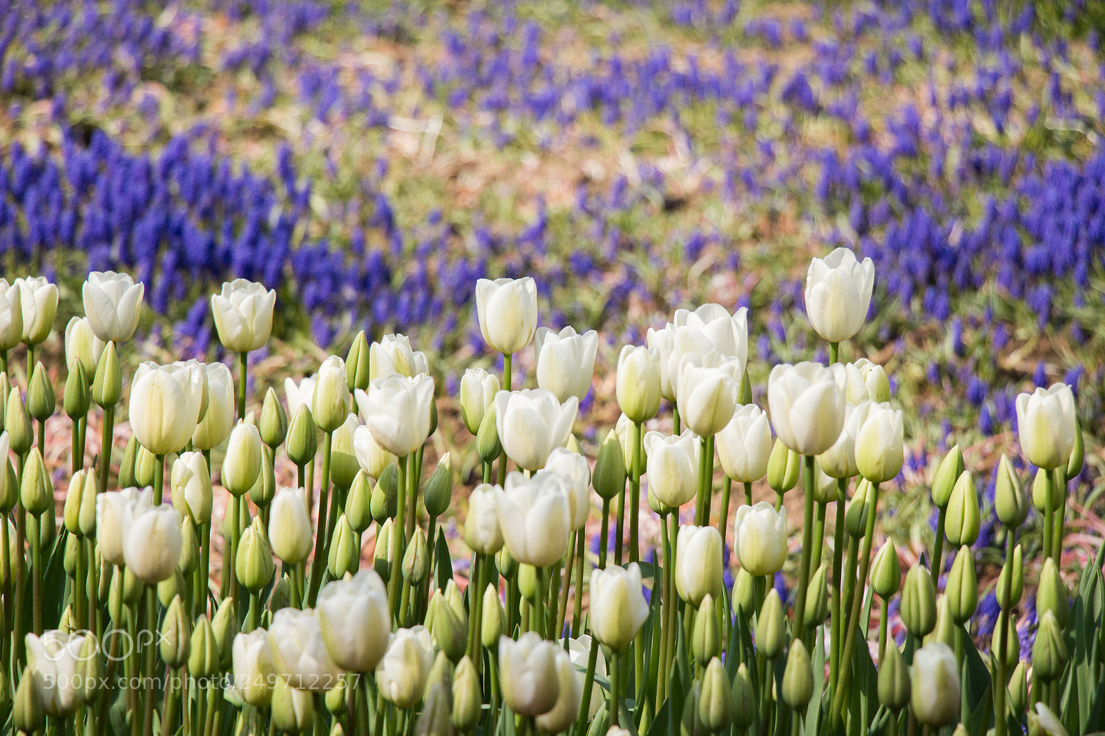 Canon EOS 650D (EOS Rebel T4i / EOS Kiss X6i) sample photo. Tulips blooming in spring photography