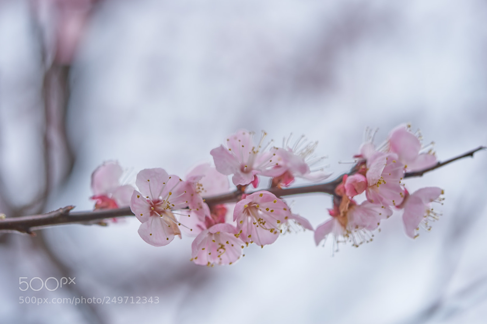 Sony a7 sample photo. Flowers 6236 photography