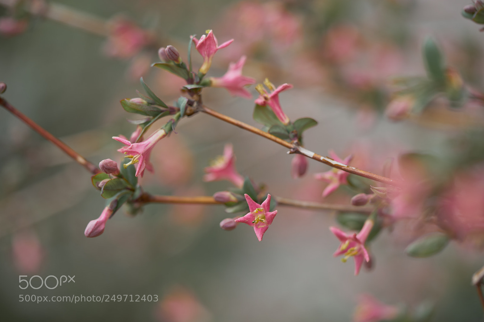 Sony a7 sample photo. Flowers 6237 photography
