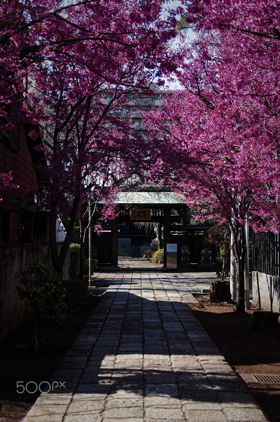 Pentax K-3 II sample photo