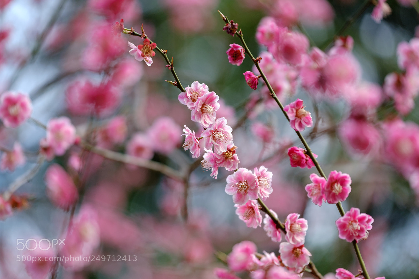 Fujifilm X-T2 sample photo. Plum blossoms photography