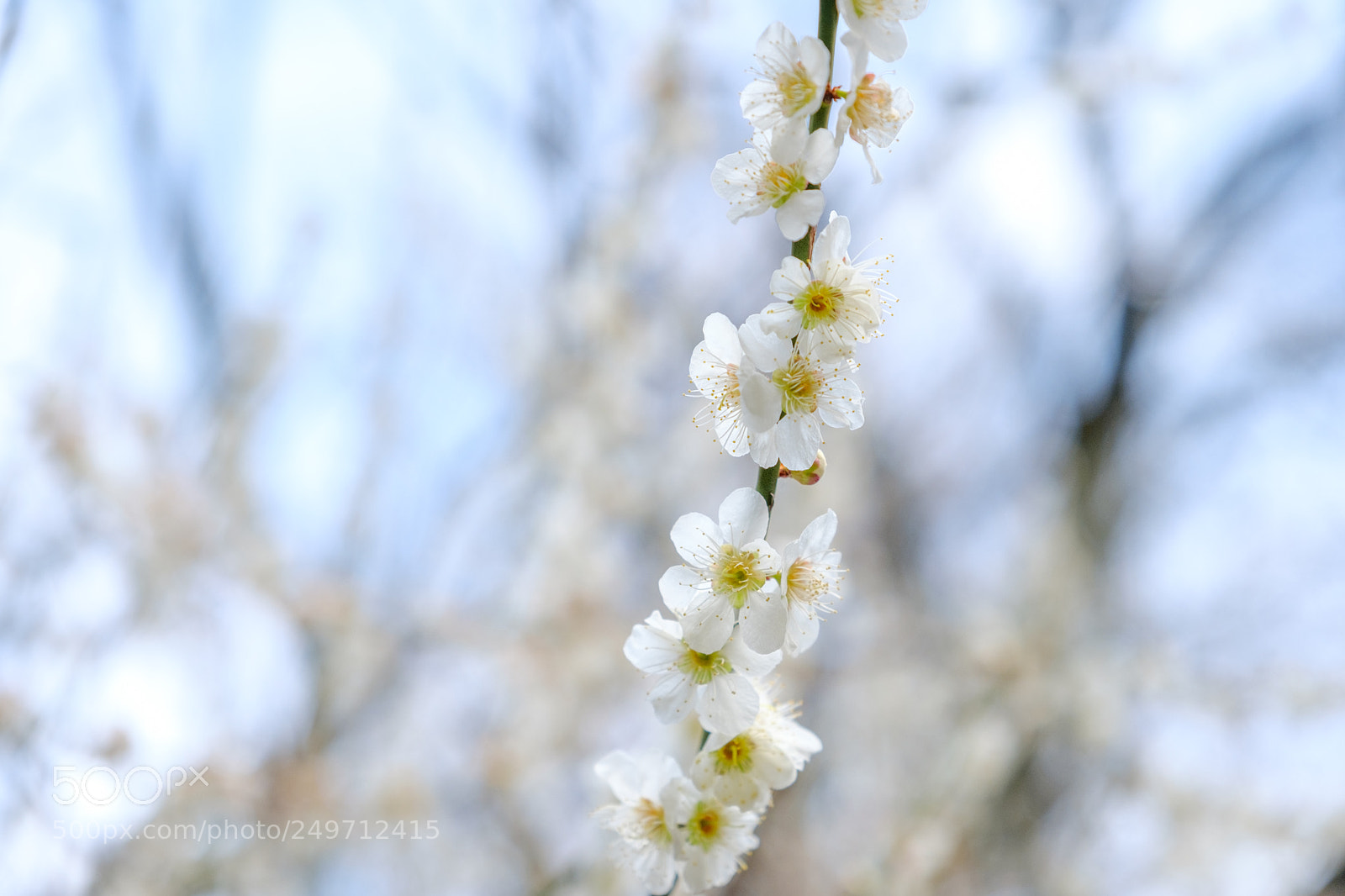 Fujifilm X-T2 sample photo. Plum blossoms photography