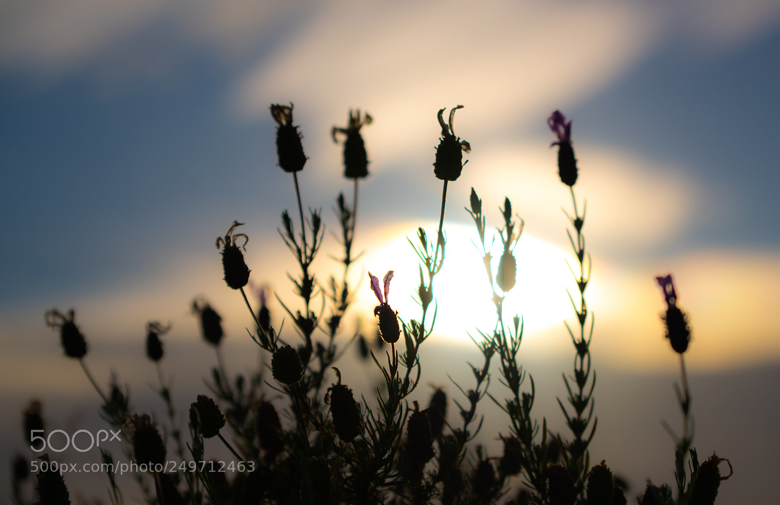 Nikon D850 sample photo. 850_3645.jpg photography