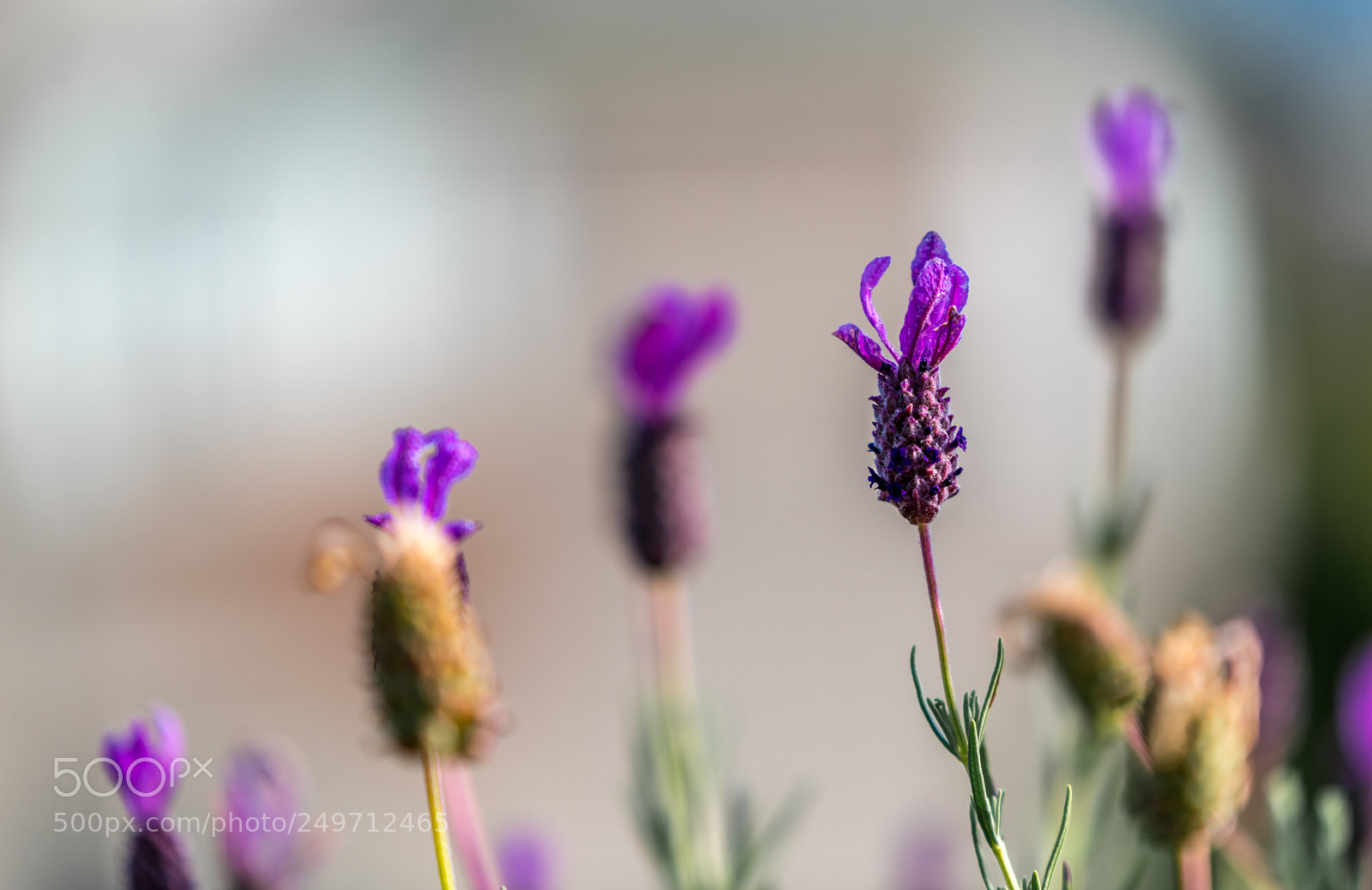 Nikon D850 sample photo. 850_3694.jpg photography