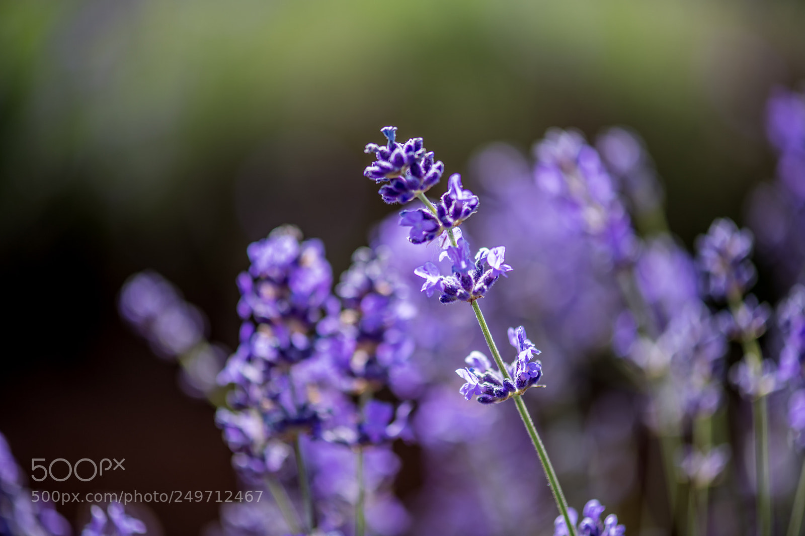 Nikon D850 sample photo. 850_3580.jpg photography