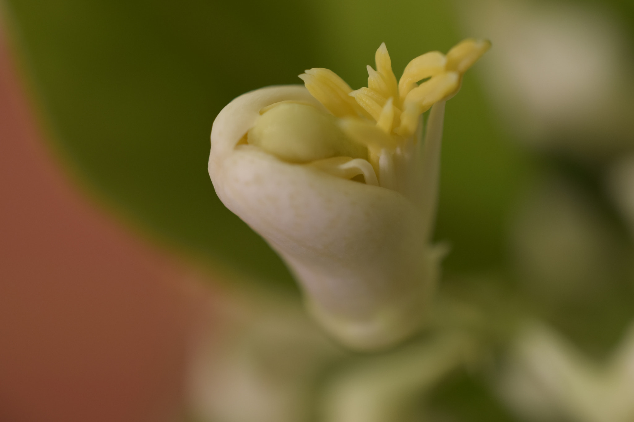 Nikon AF-S DX Micro Nikkor 40mm F2.8 sample photo. Grow up photography