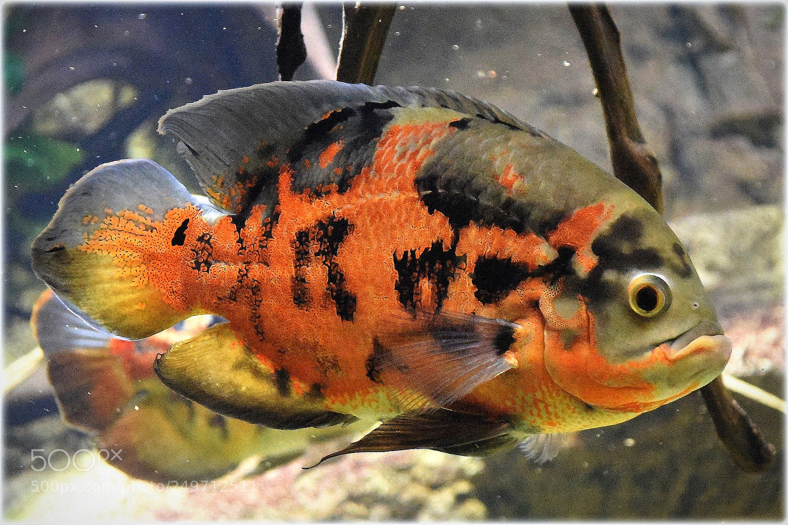 Nikon D810 sample photo. "fire,underwater" photography