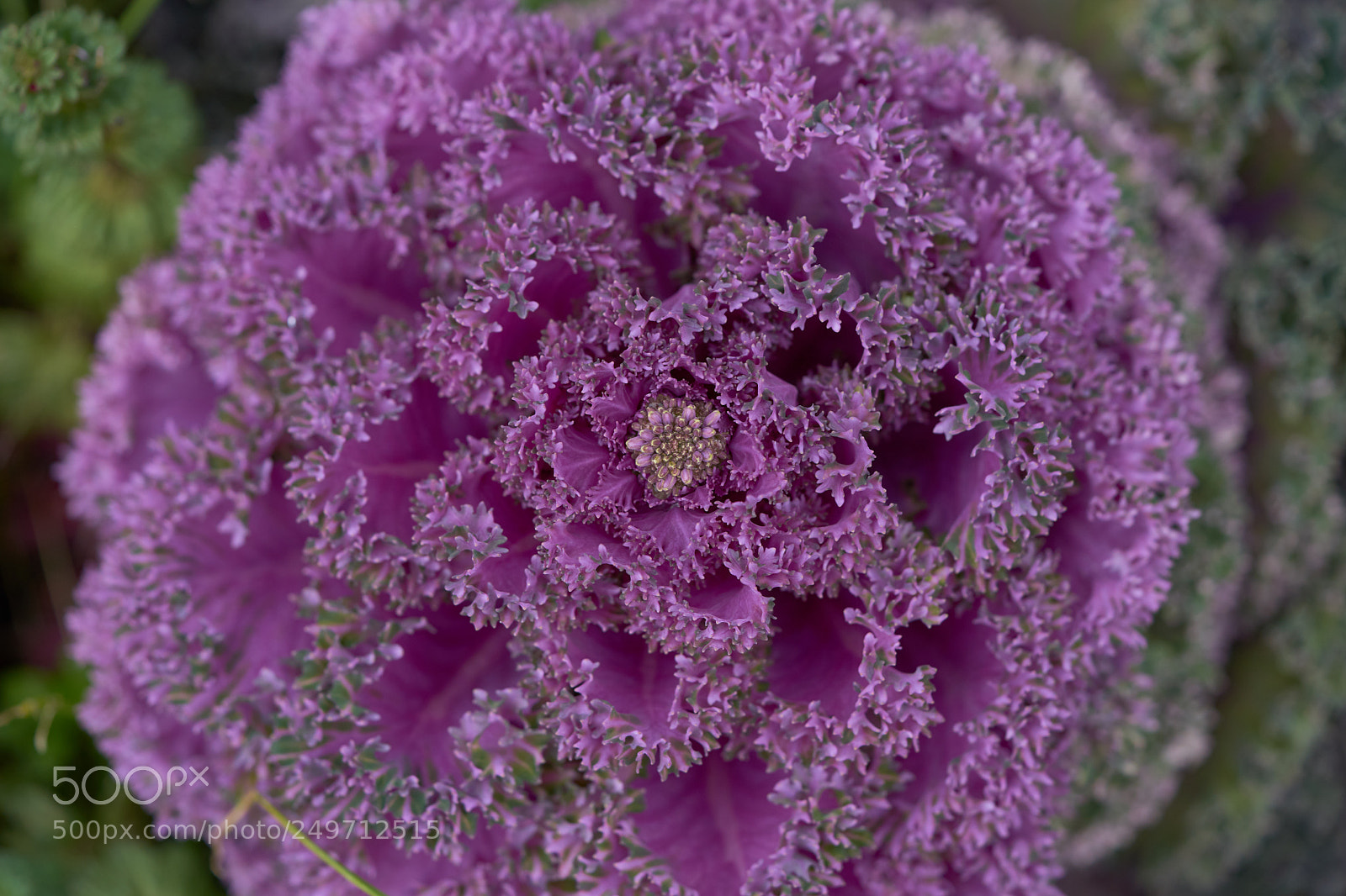 Sony a7 sample photo. Flowers 6238 photography