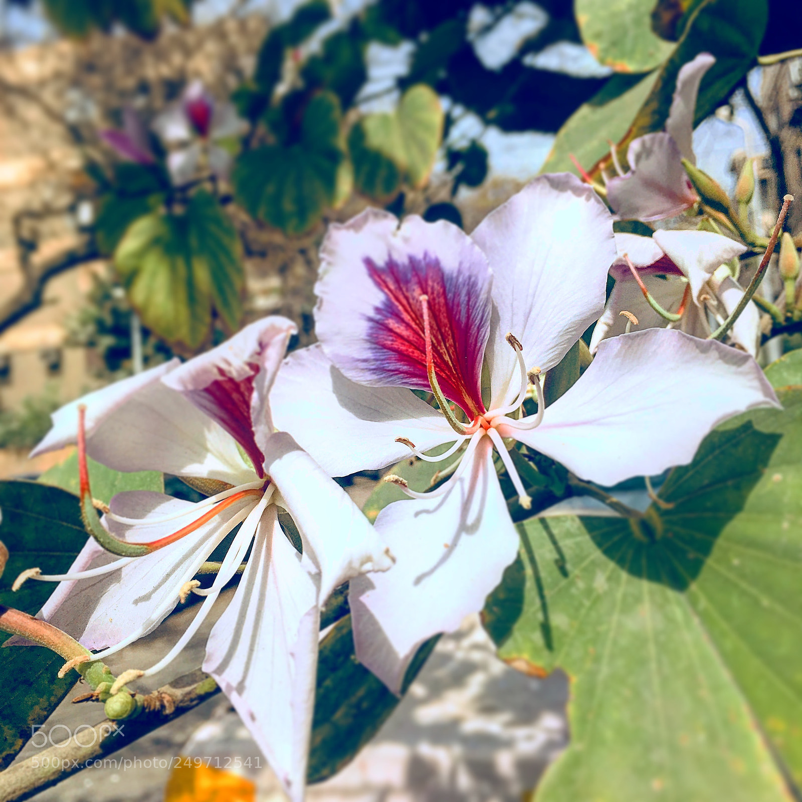 Apple iPhone 6s Plus sample photo. Untitled photography